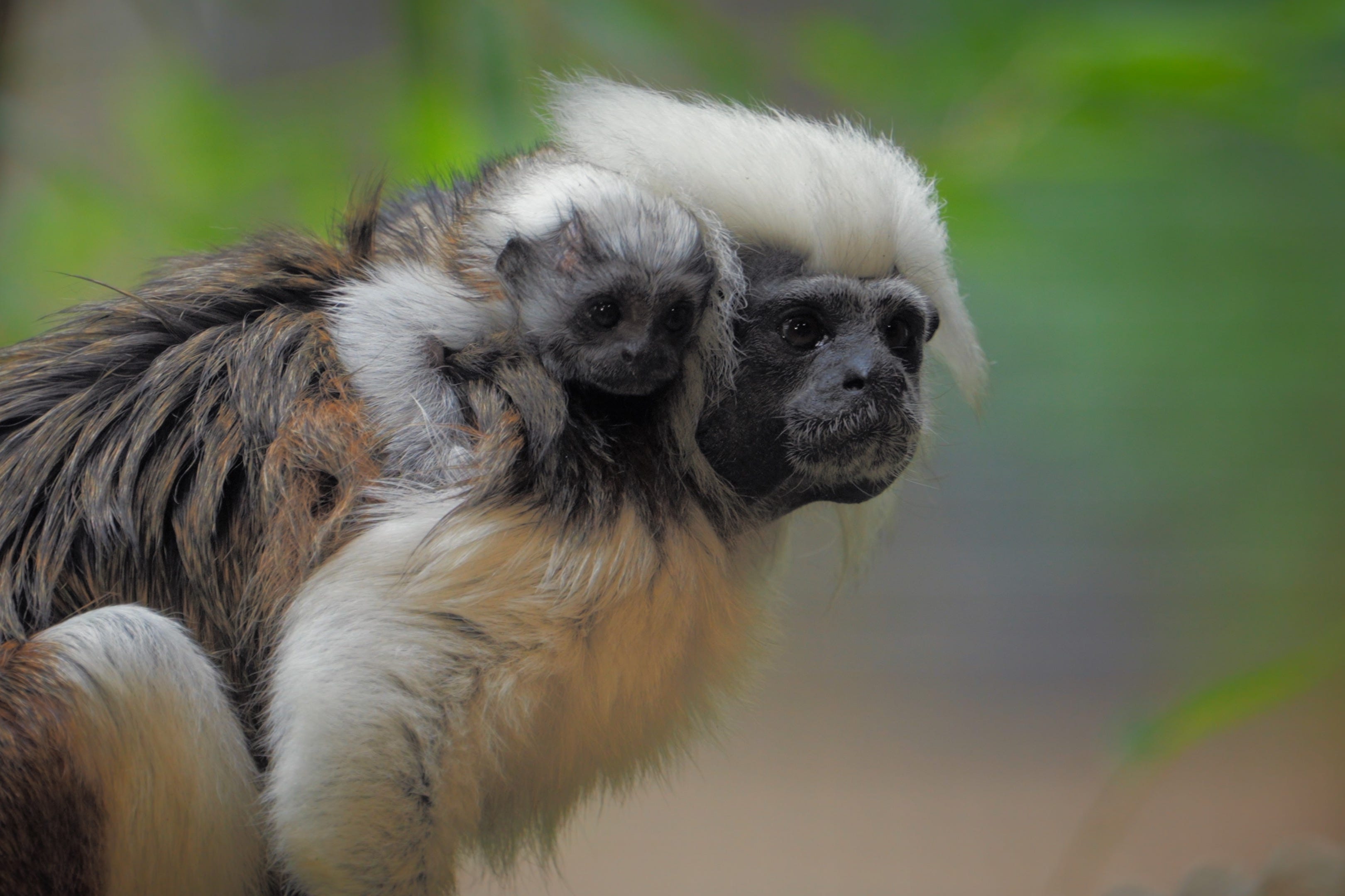 Cotton-top tamarin monkey Maxi and her newborn baby at (Longleat Safari Park in Wiltshire (Longleat Safari and Adventure Park/PA)