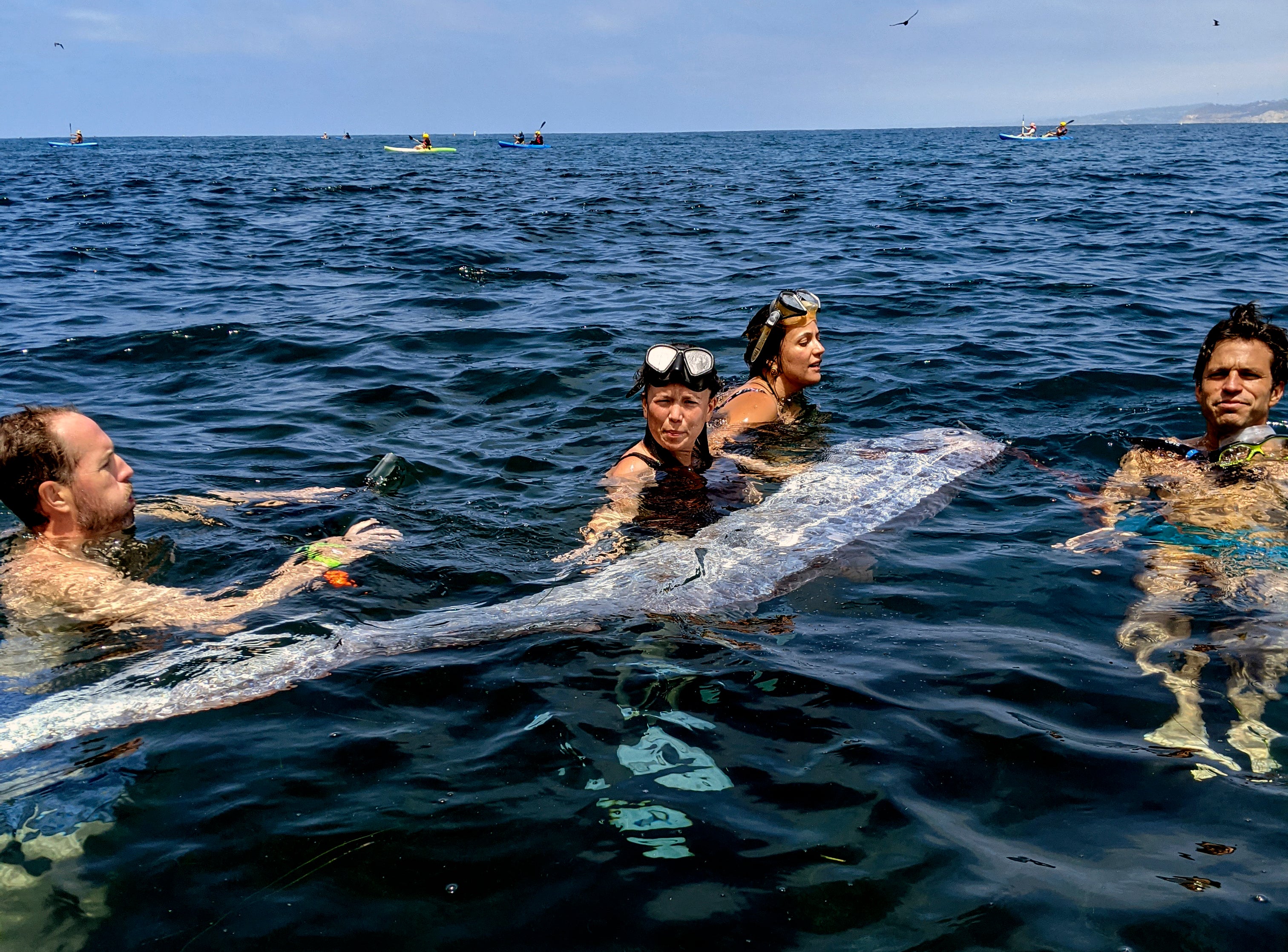 A team of researchers and science-minded snorkelers working together to recover a dead oarfish from La Jolla Cove, California