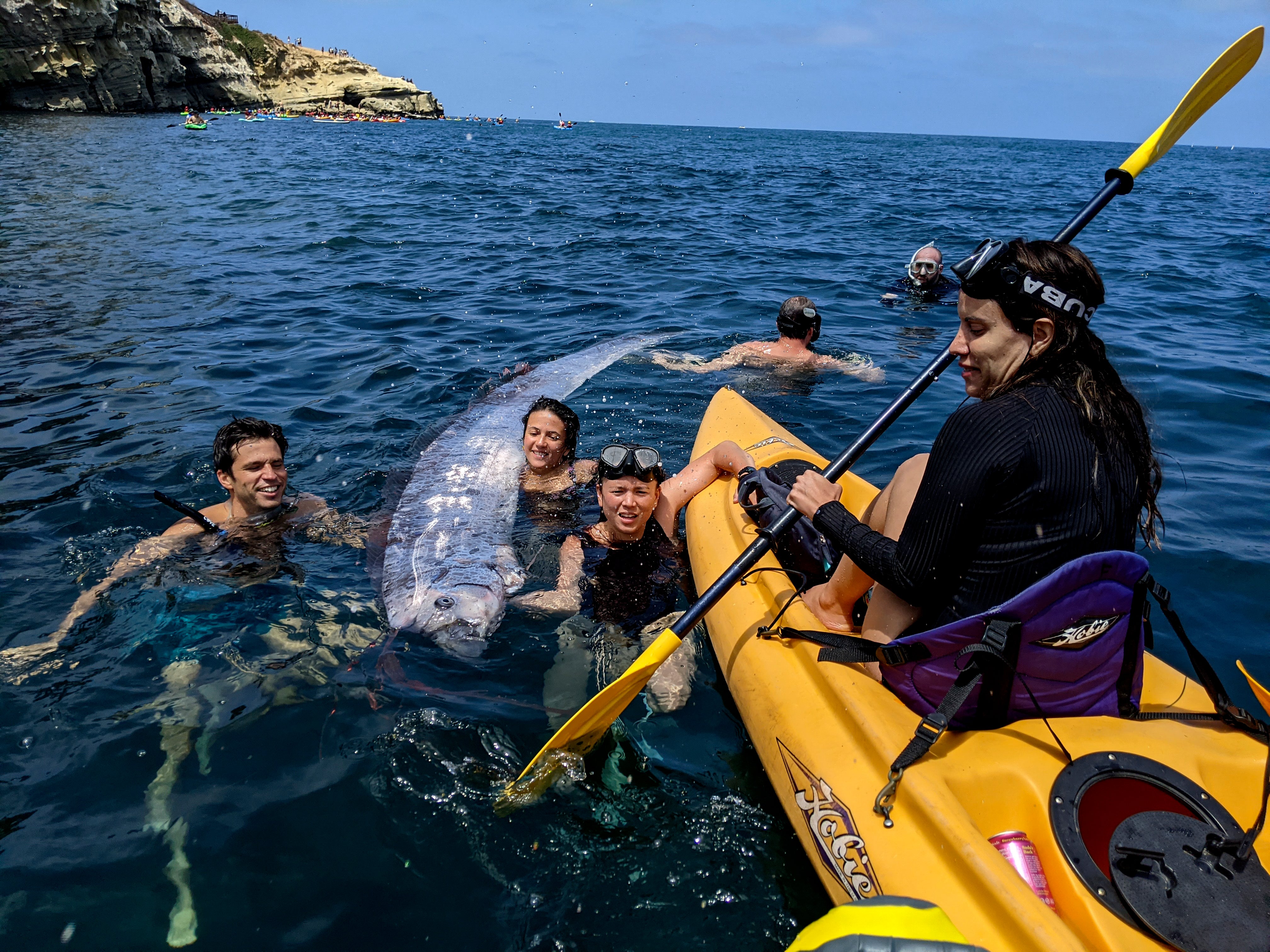 An oarfish was first found in the area in August