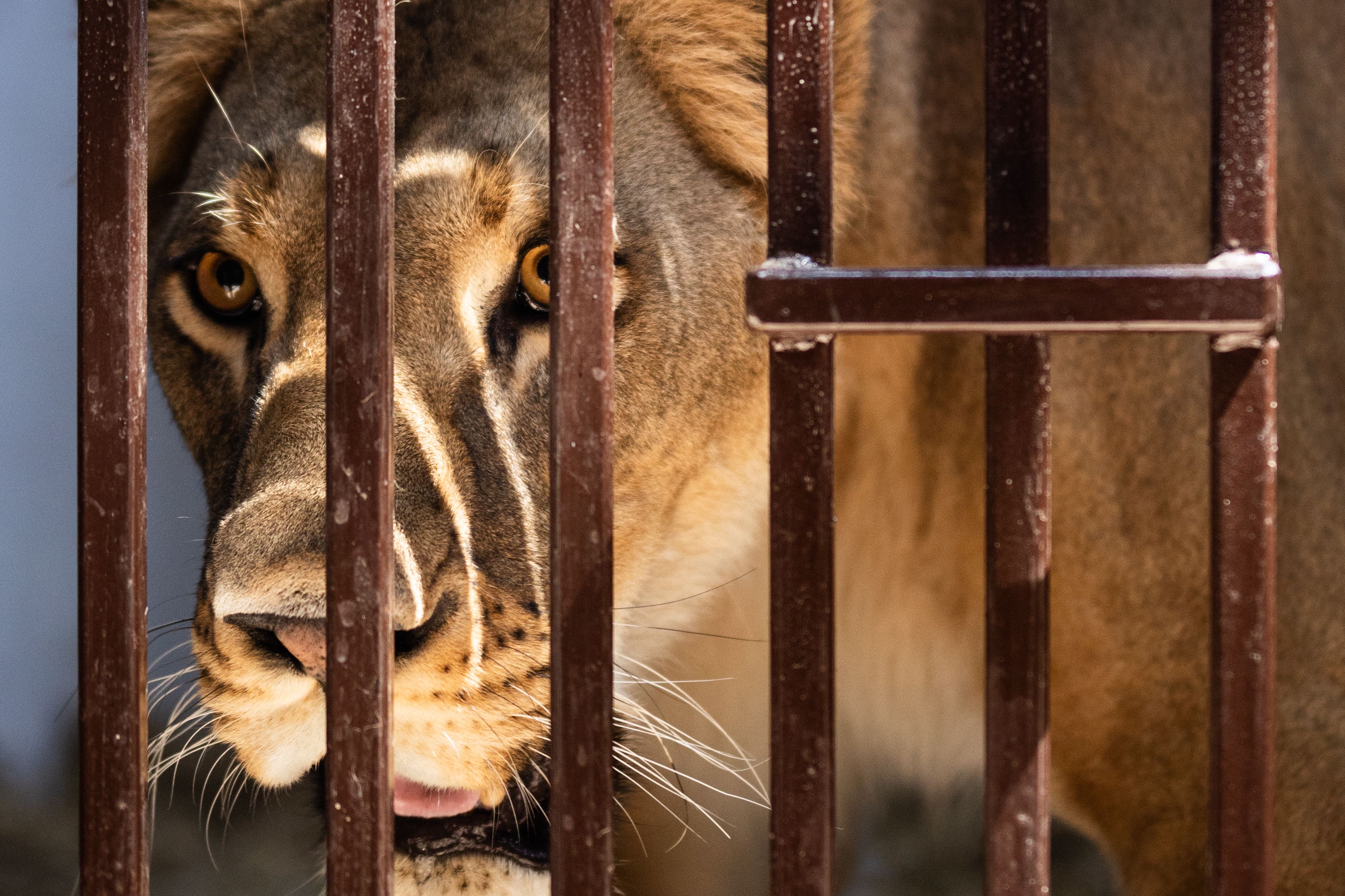 Yuna will travel 1,400 miles across six countries to be given a new home in Kent (The Big Cat Sanctuary)