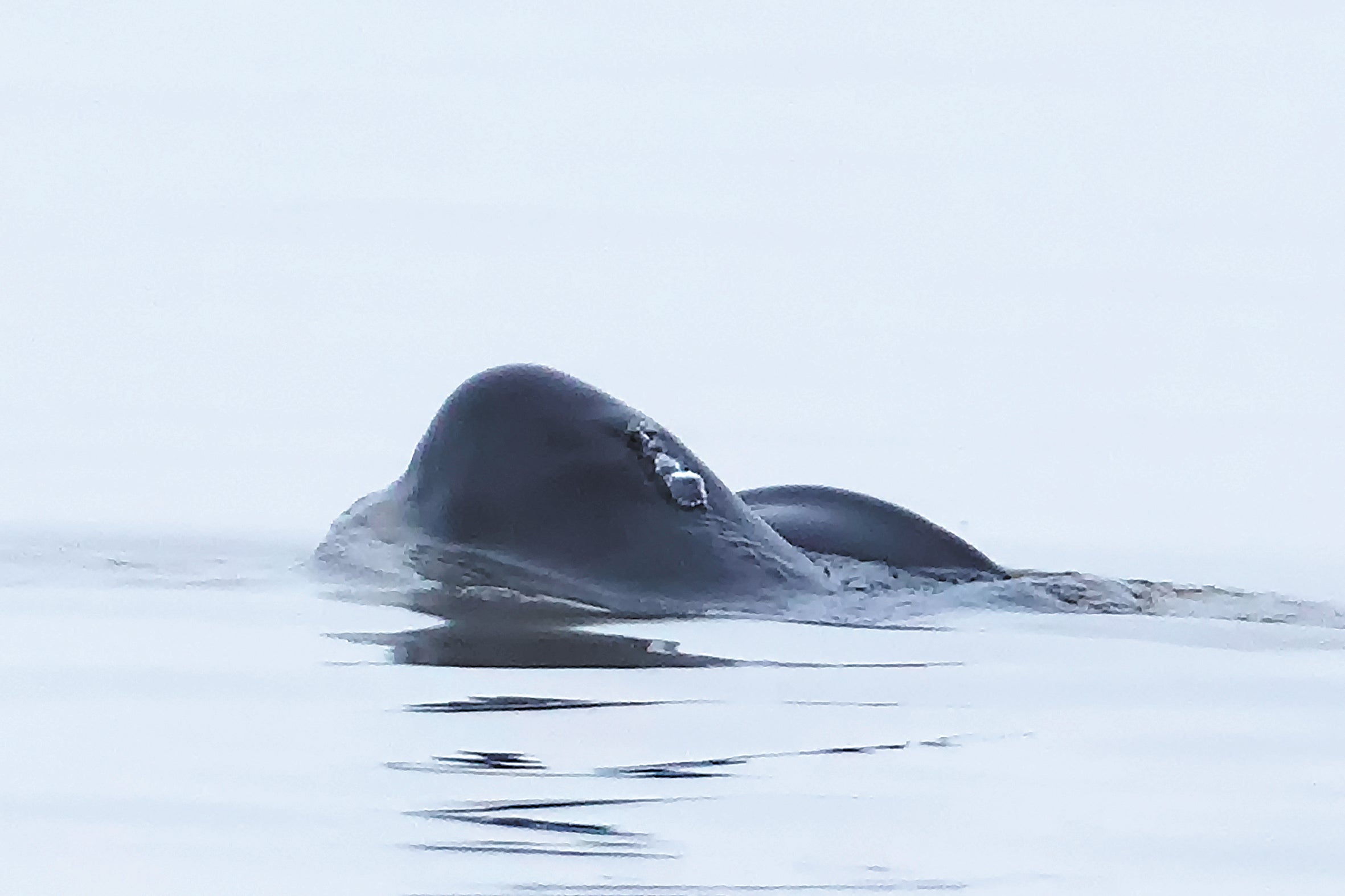 A Yangtze finless porpoise seen near Hukou, Jiangxi province