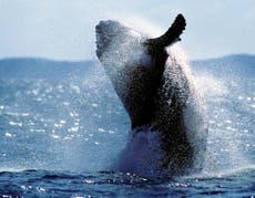 Australian fisherman knocked out by whale’s tail whack while on boat