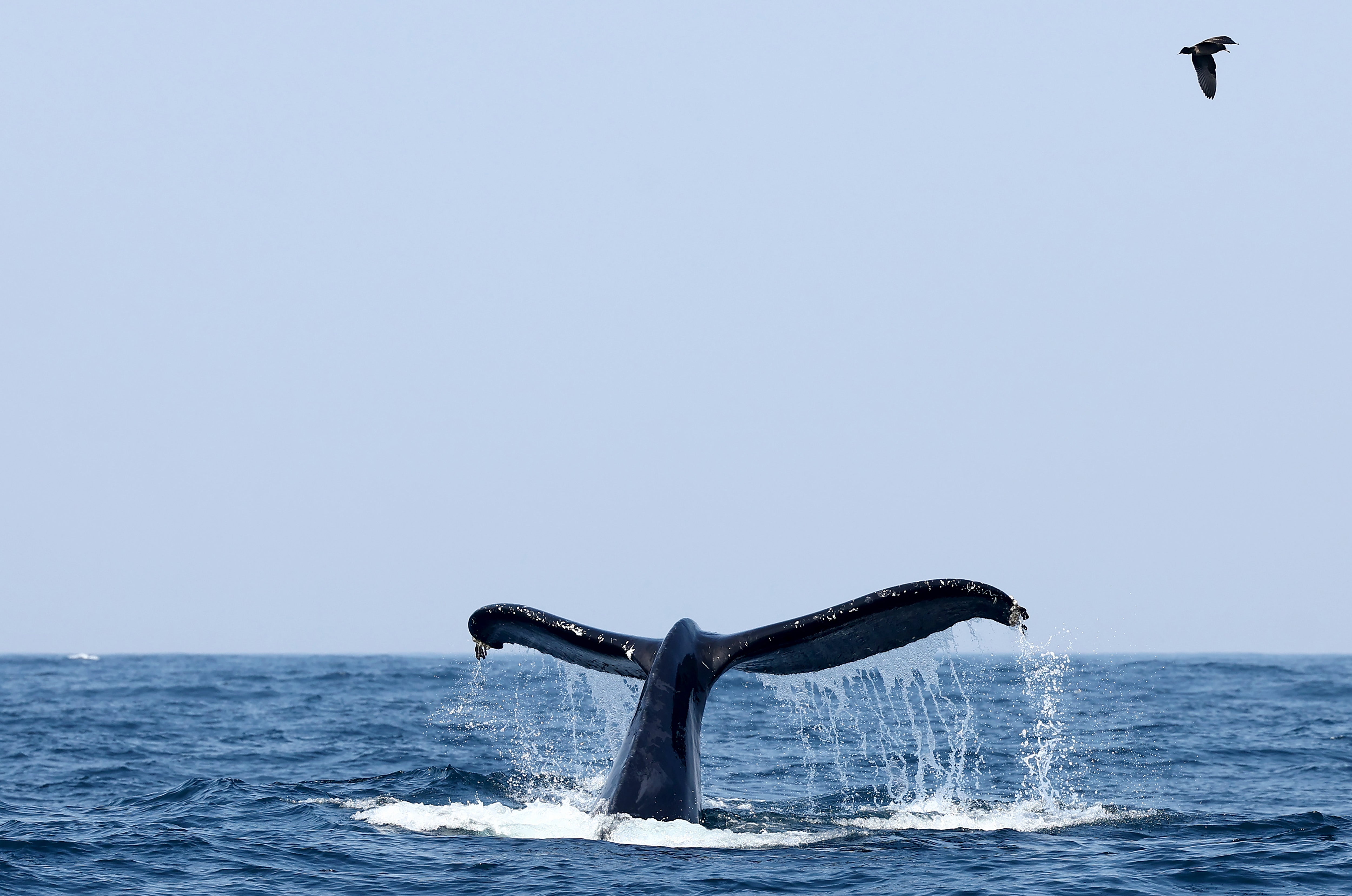 Humpback whale’s tail visible as it feeds in Pacific Ocean area off California coast