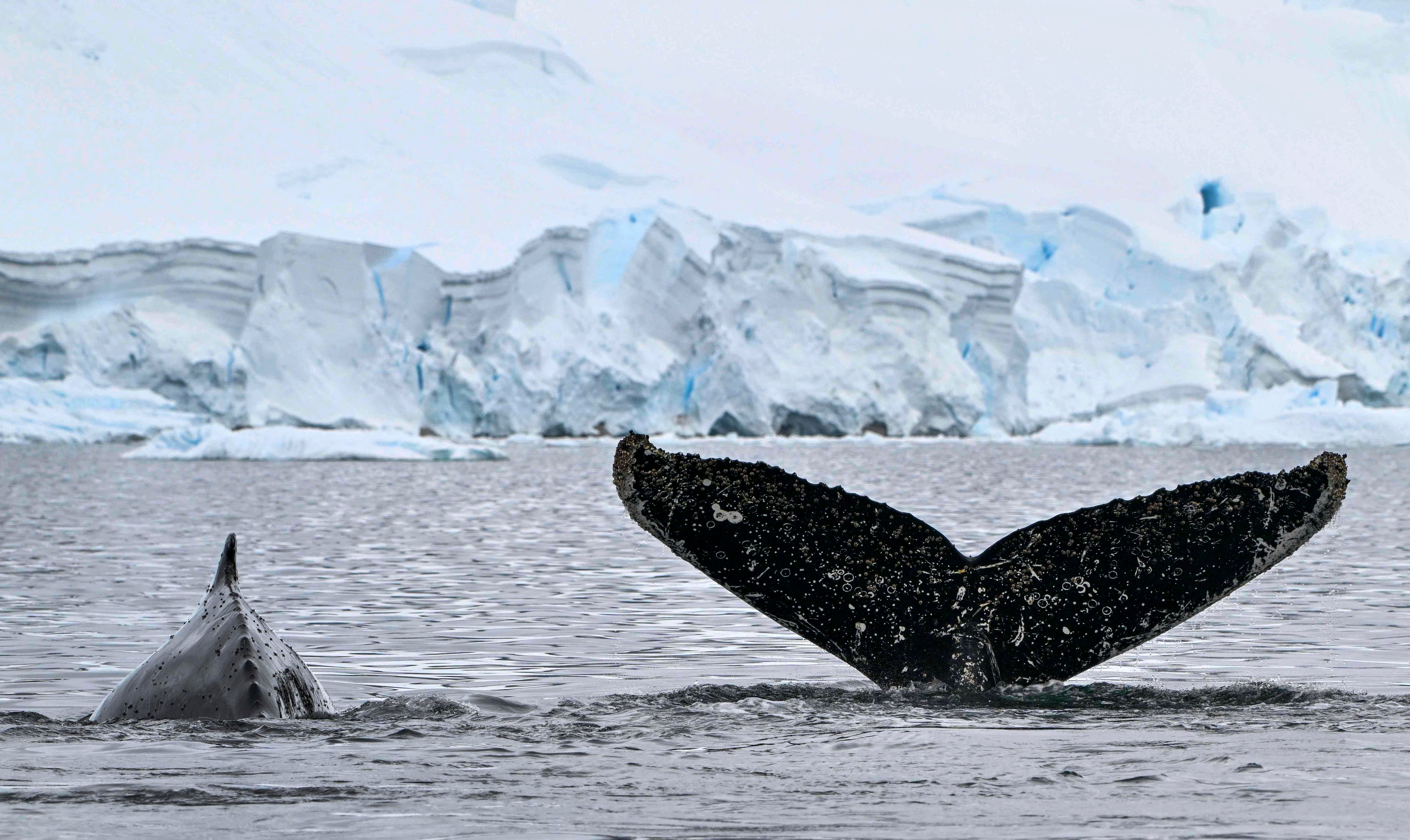 Humpback whale at Gerlache Strait separating Palmer Archipelago from Antarctic Peninsula