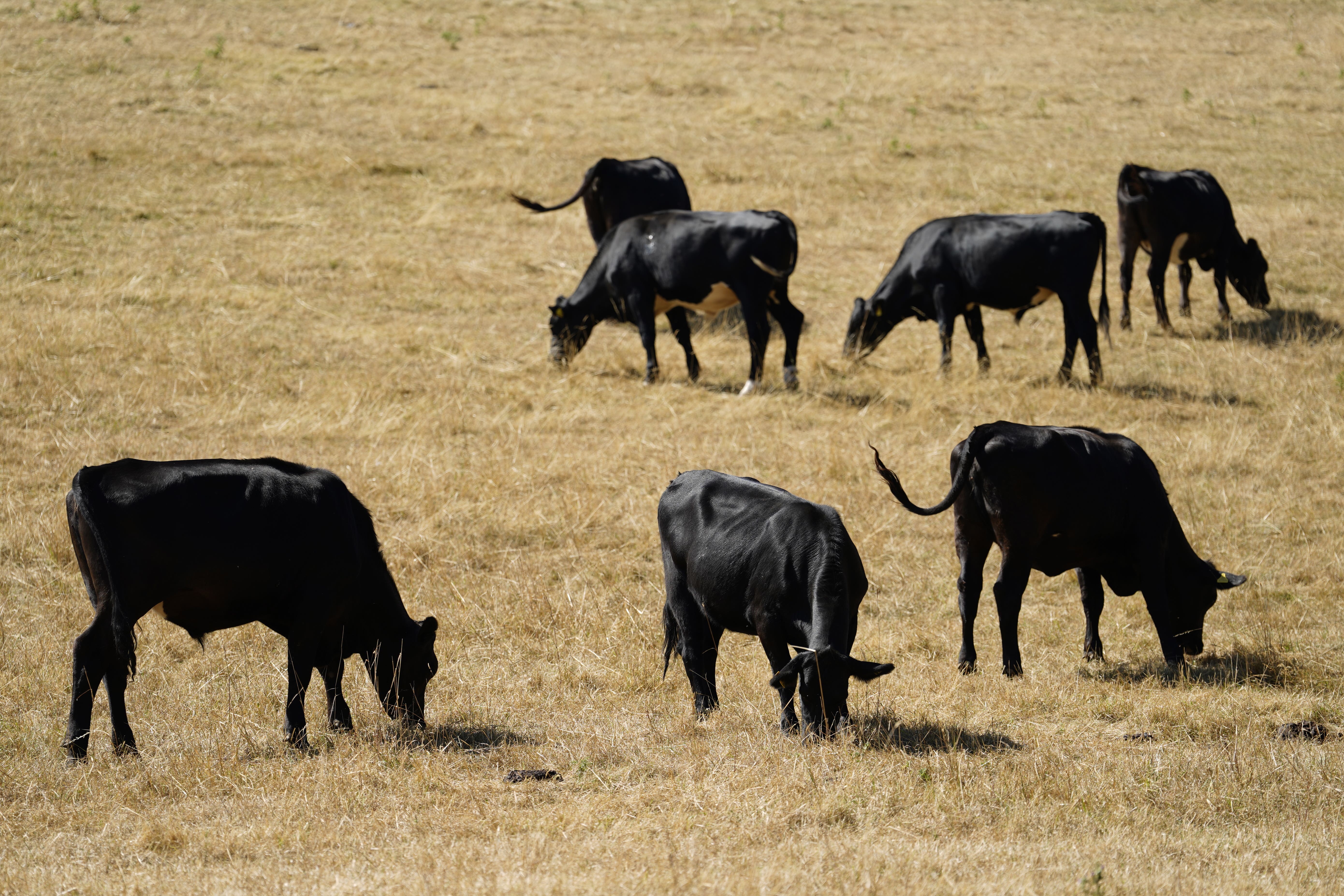 Cows are among the animals susceptible to bluetongue (Andrew Matthews/PA)