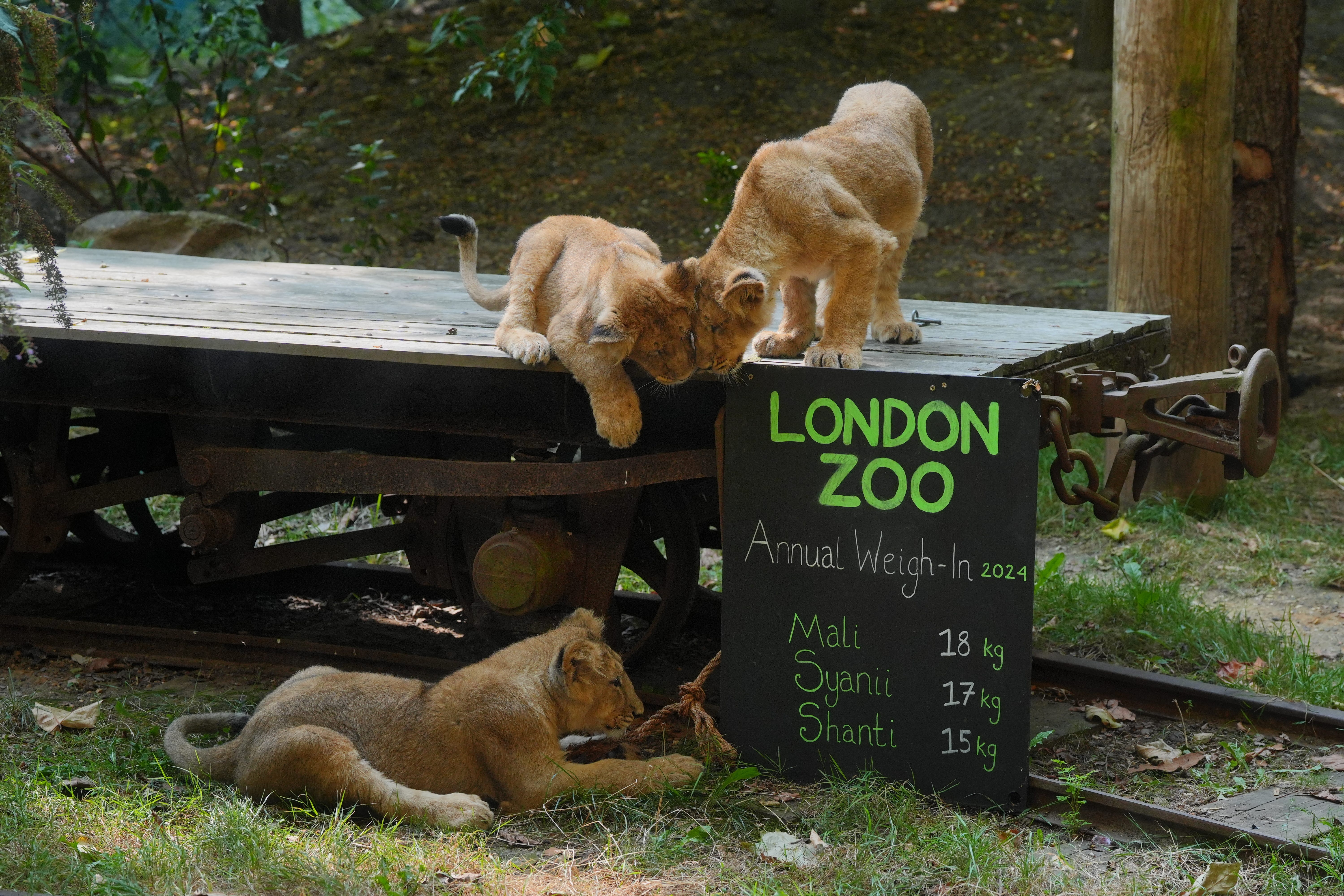 Lion cubs Mali, Syanii and Shanti during the annual weigh-in at ZSL London Zoo, where every mammal, bird, reptile, fish and invertebrate across the zoo is weighed and measured (Jonathan Brady/PA)