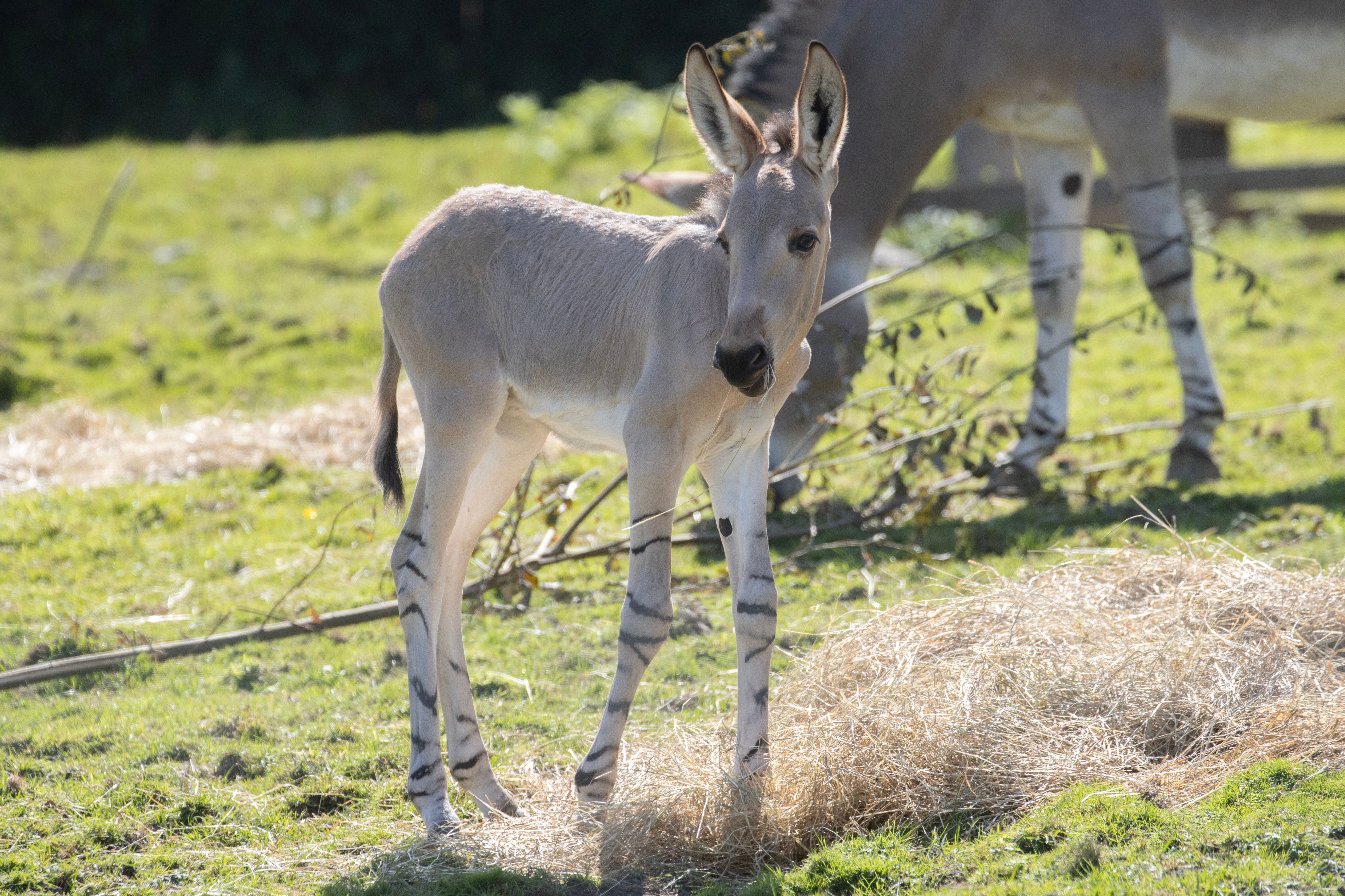 With only 200 mature Somali wild asses remaining, the birth of the foal is extremely important