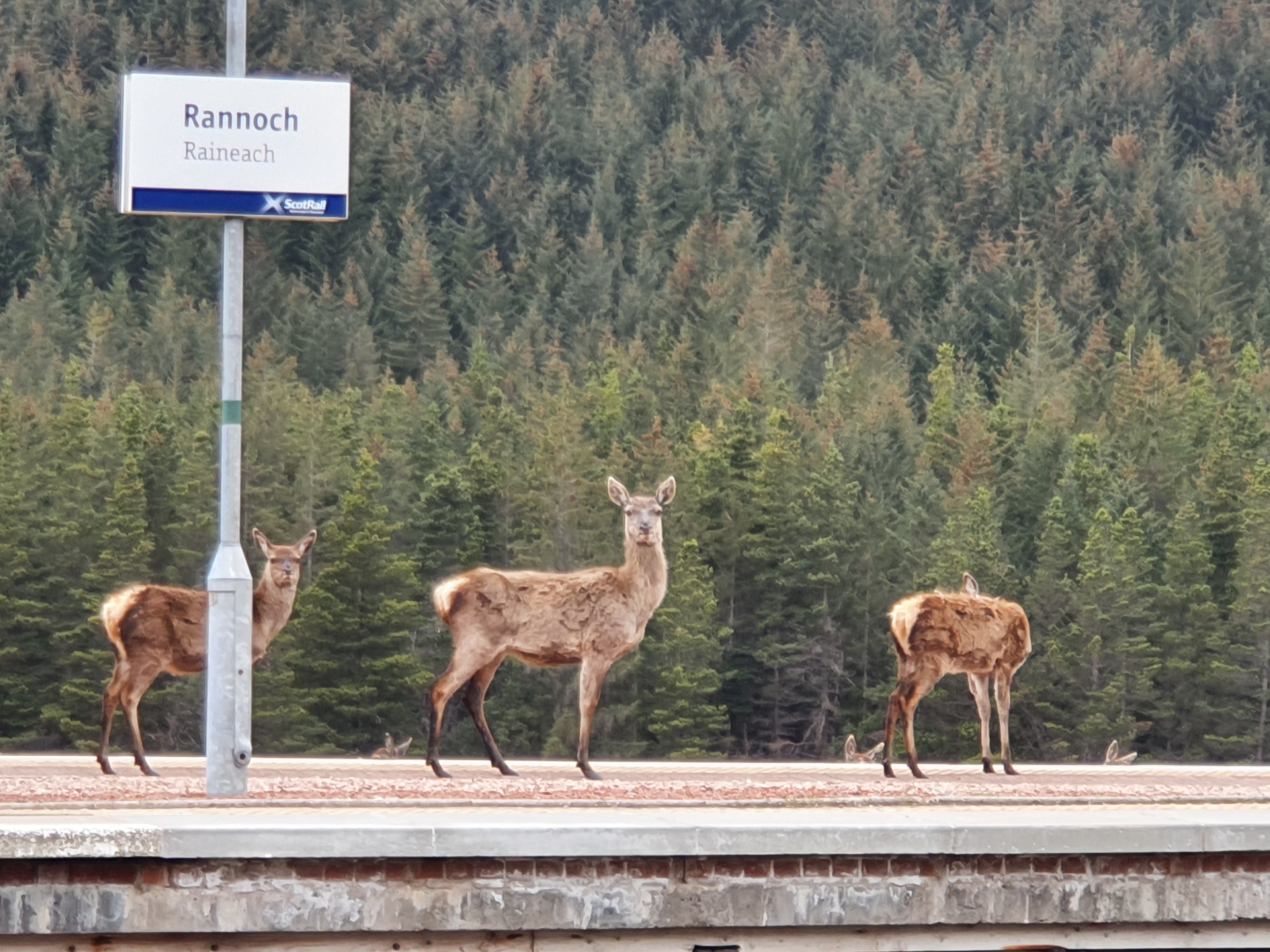 Deer are the most common trespassers, with LNER deploying artificial intelligence to deter them from trespassing on tracks (Clive Marshall/PA)