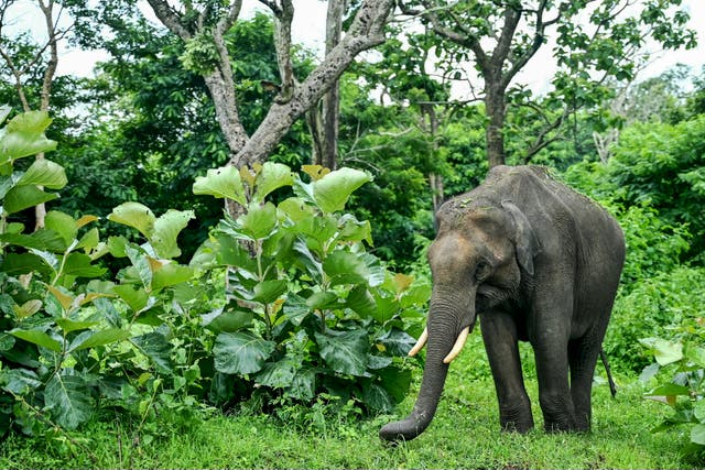 <p>File. An elephant inside the Mudumalai National Park in Tamil Nadu, India</p>