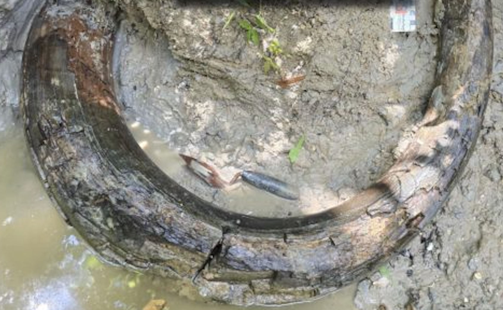 Mammoth tusk unearthed in Madison County Mississippi