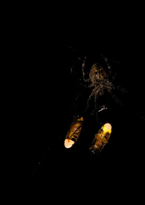 Spider with two ensnared male fireflies