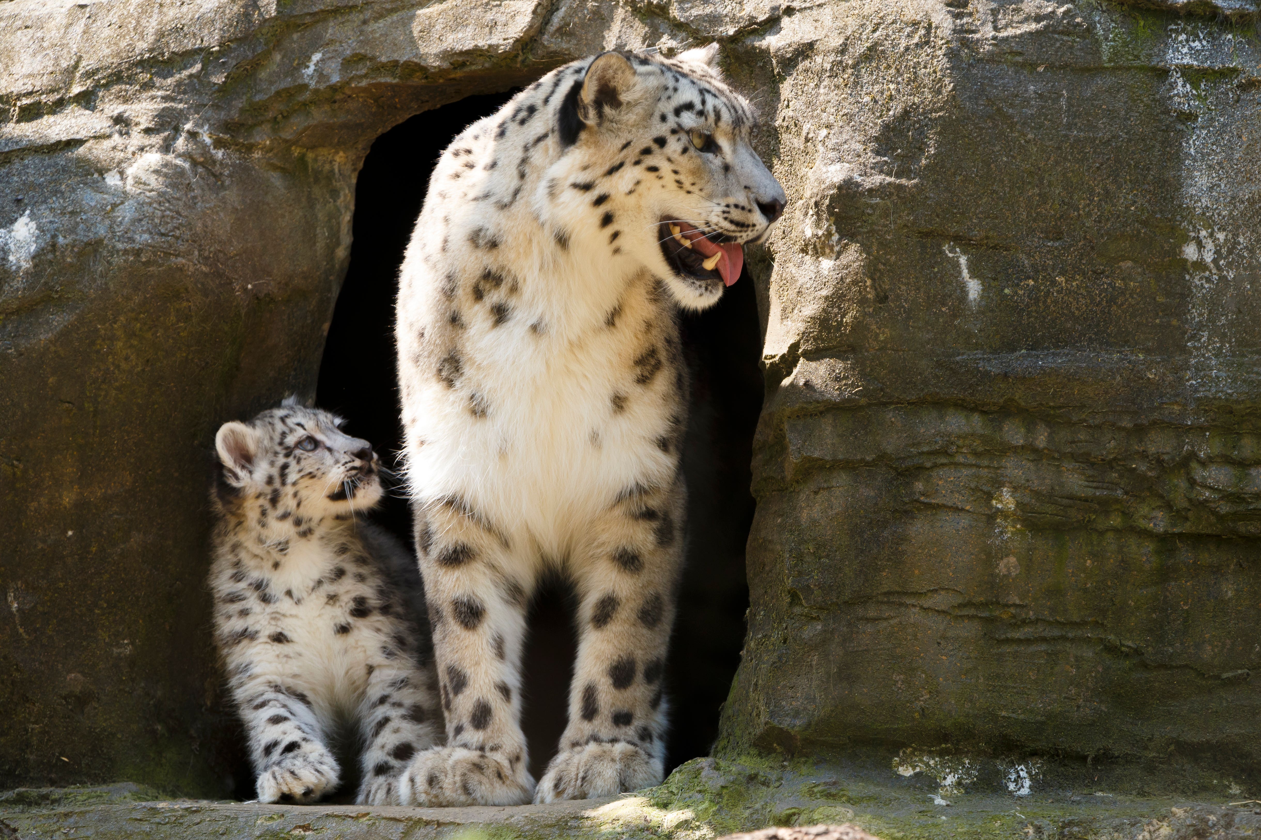 Irina the snow leopard and one of her litter of cubs at Marwell Zoo (Chris Ison/PA)