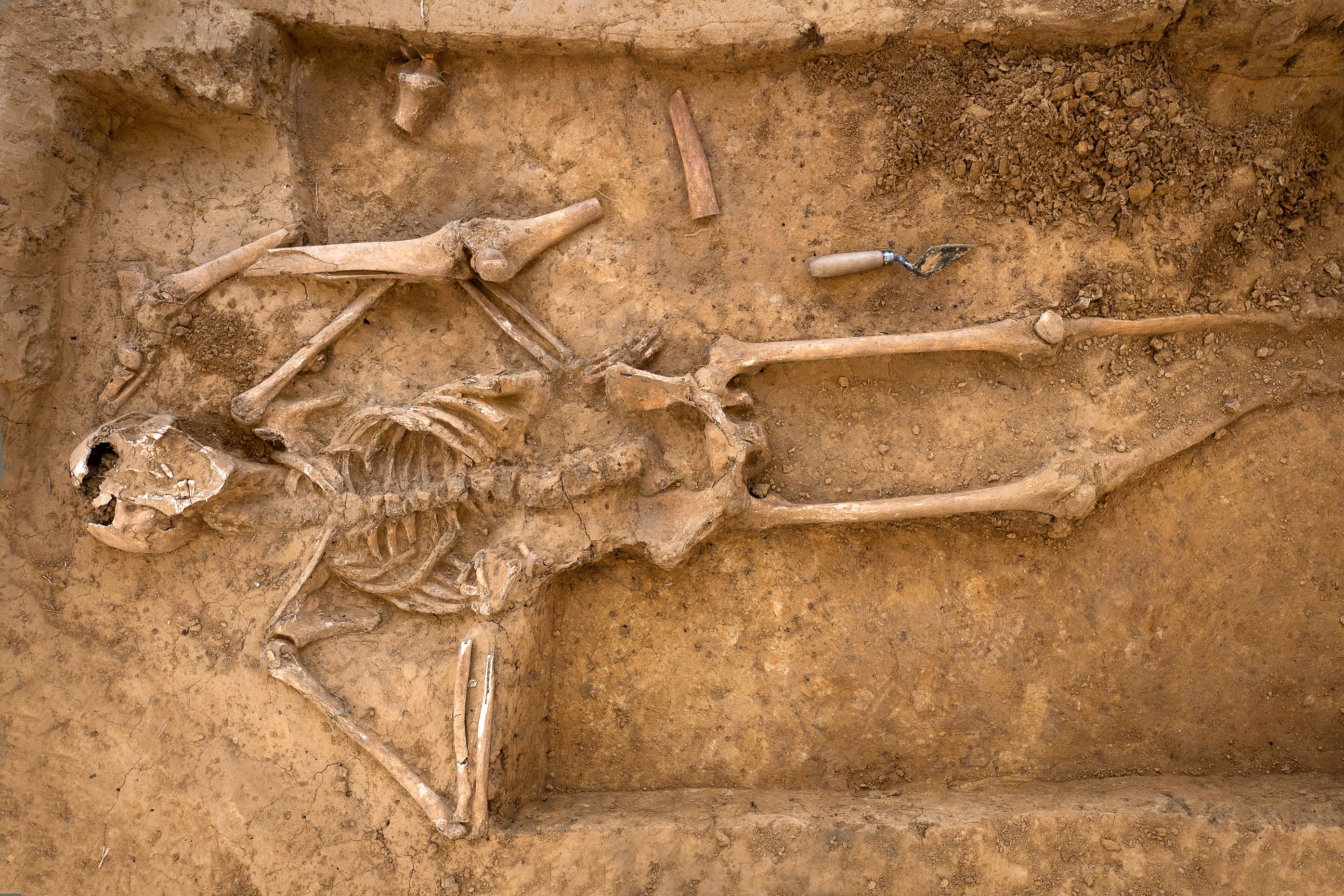 The human skeleton unearthed in 2022 (Chris van Houts/PA)