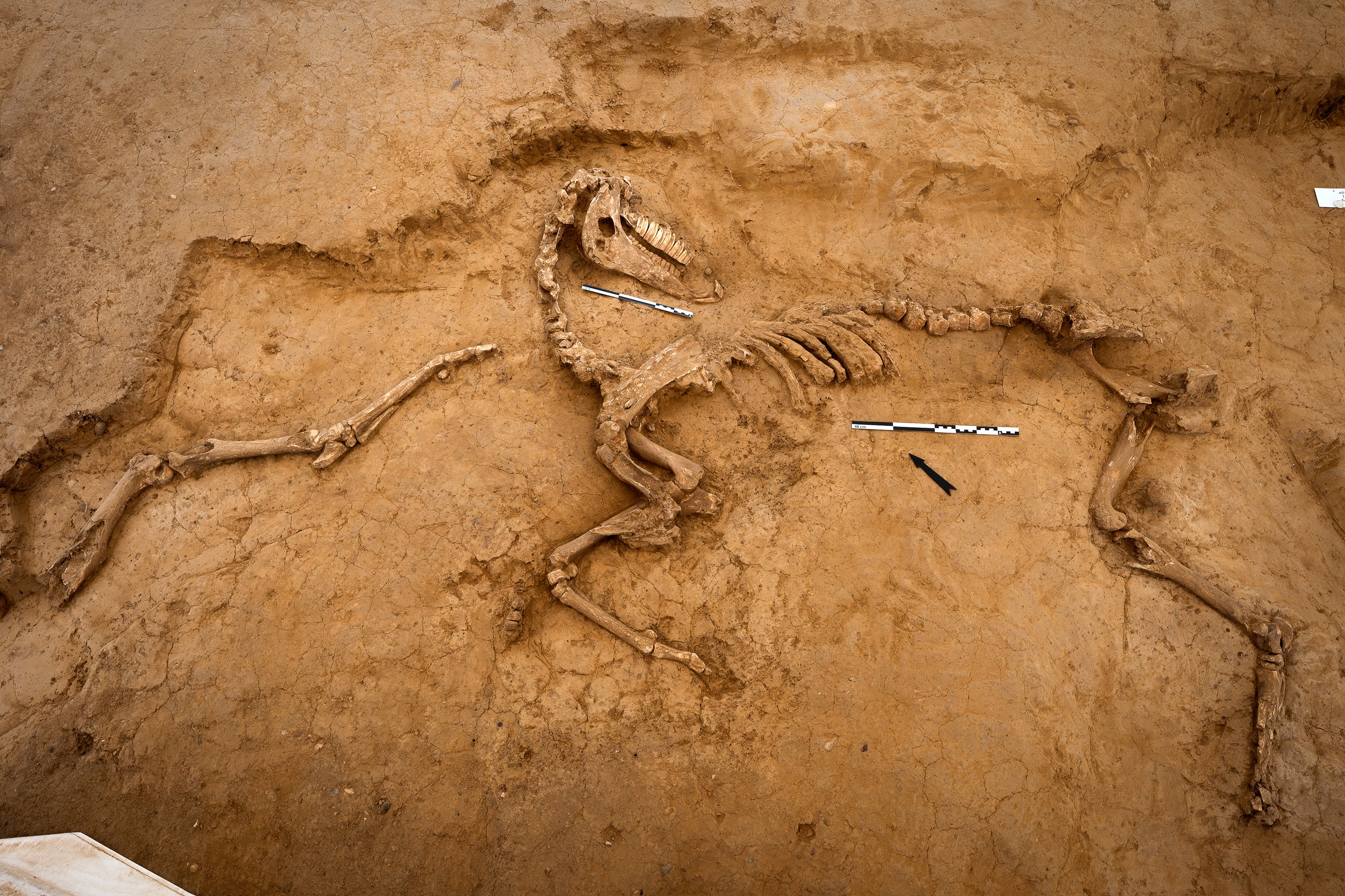 One of several horse skeletons unearthed in 2022