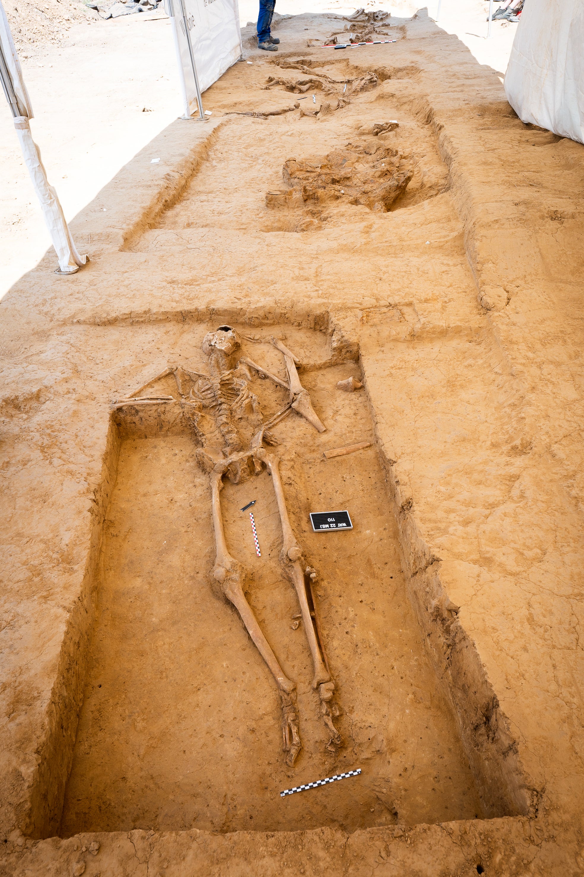 Human and horse skeletons in the feature discovered in 2022