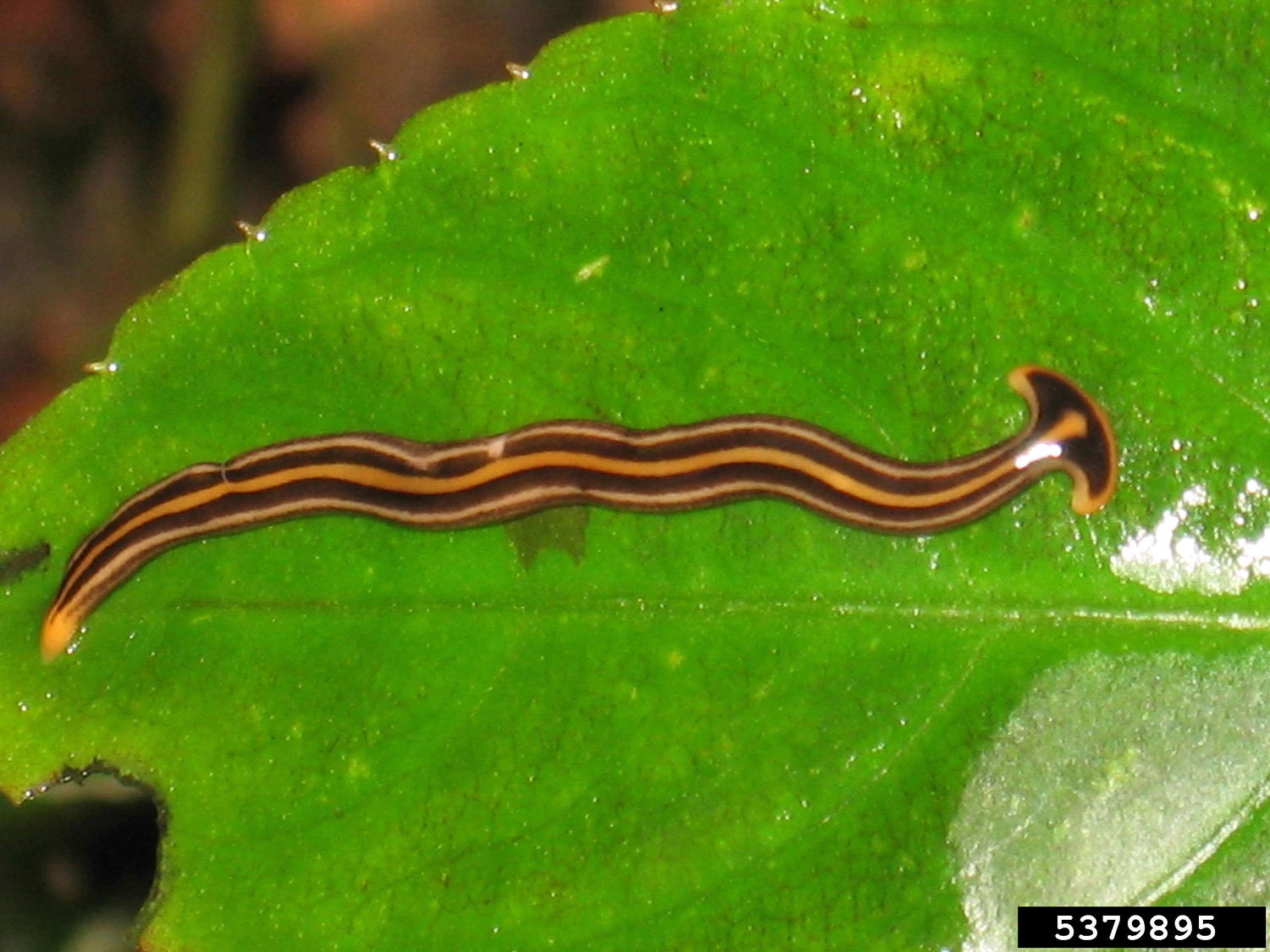 Gardening-Invasive Worm