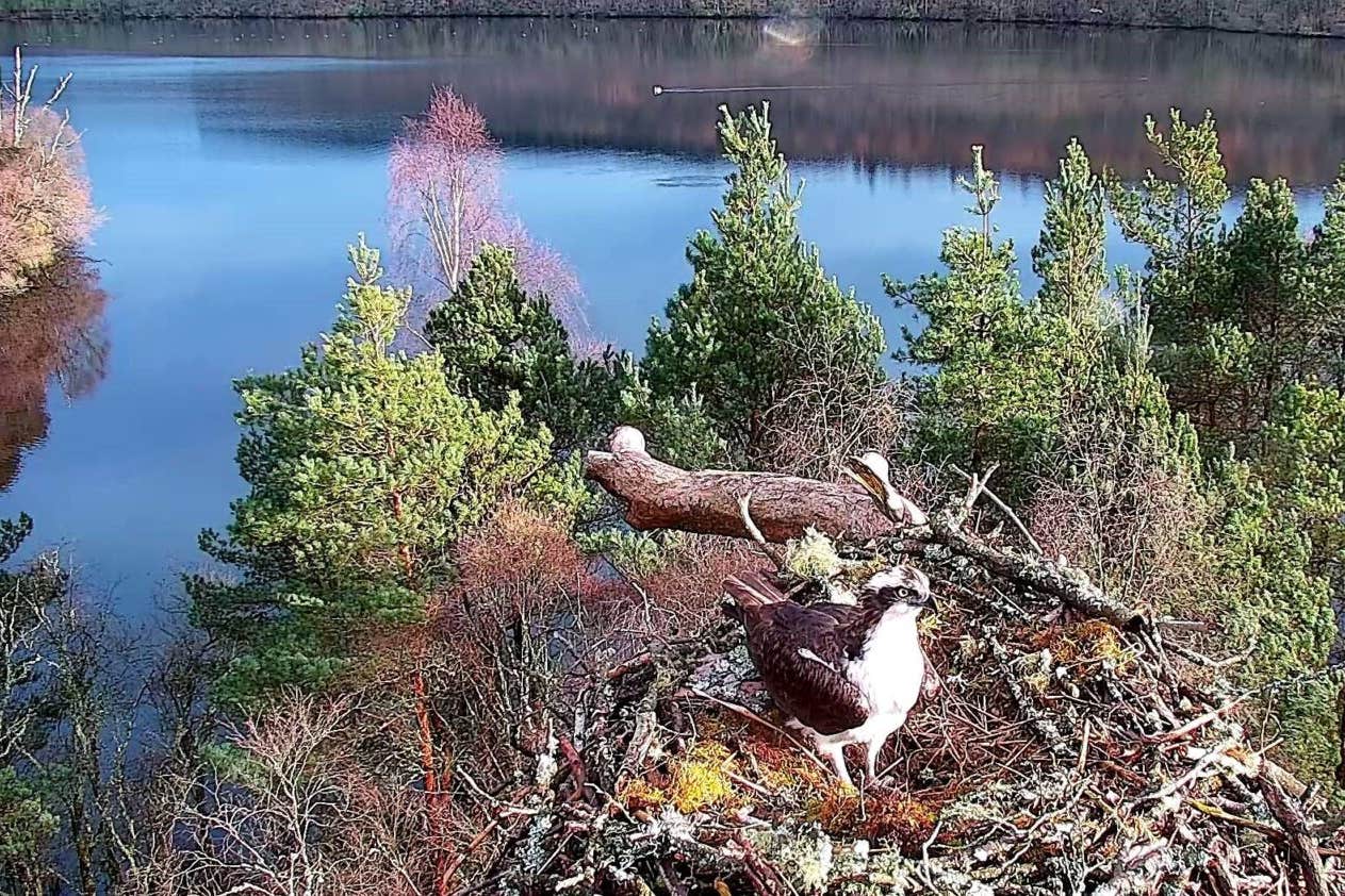 Osprey LM12 who was found dead in May (Scottish Wildlife Trust/PA)