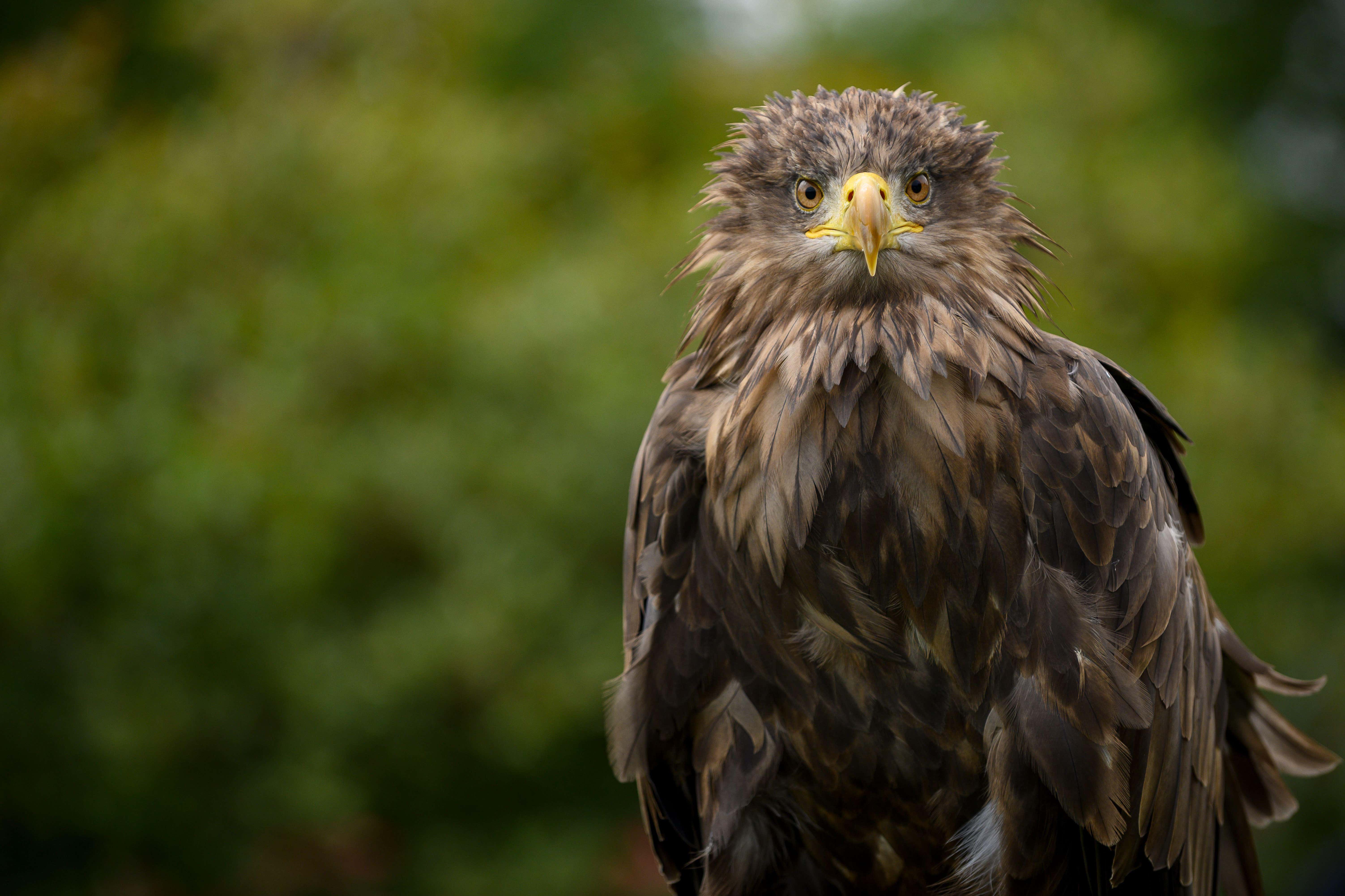 White-tailed eagles are among the wildlife facing illegal killing and harm in the UK (Alamy/PA)