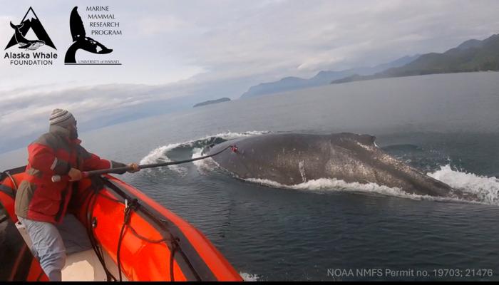 Will Gough deploys suction-cup tag on a foraging humpback whale