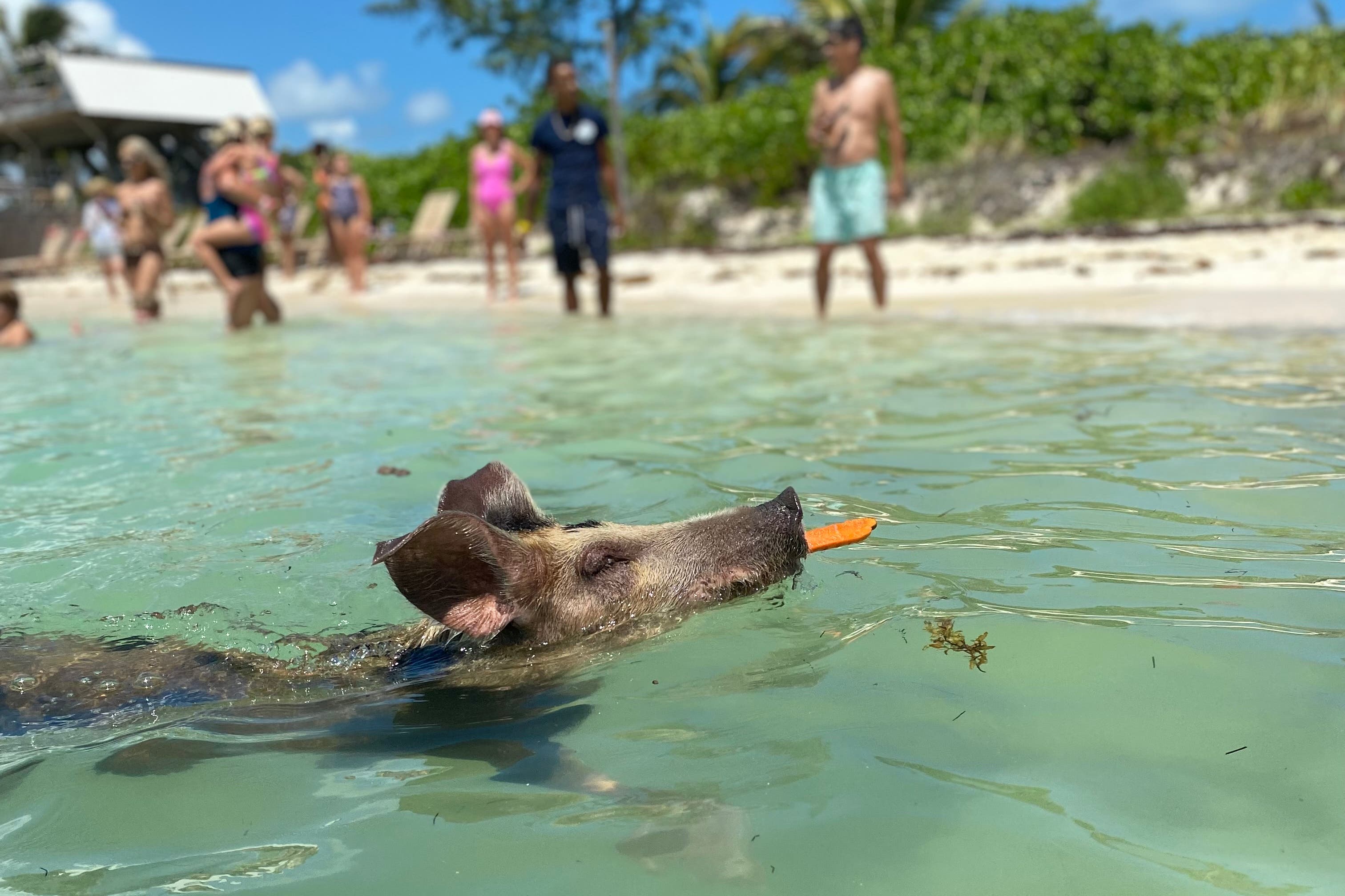 Pig swimming in the Exuma Cays