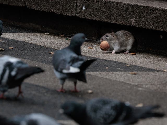 <p>Representational image: Rats were seen inside Pakistan’s parliament</p>