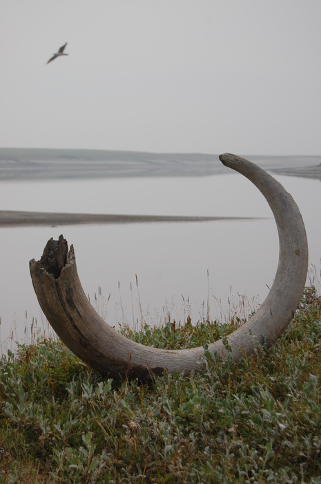 Mammoth tusk on Logata river bank