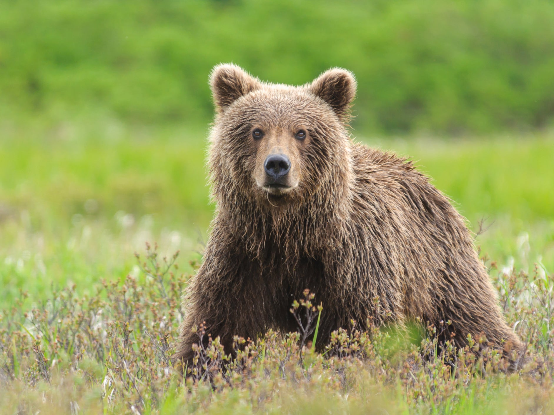 A man is in hospital after he was accidentally shot as officials tried to save him from a bear attack