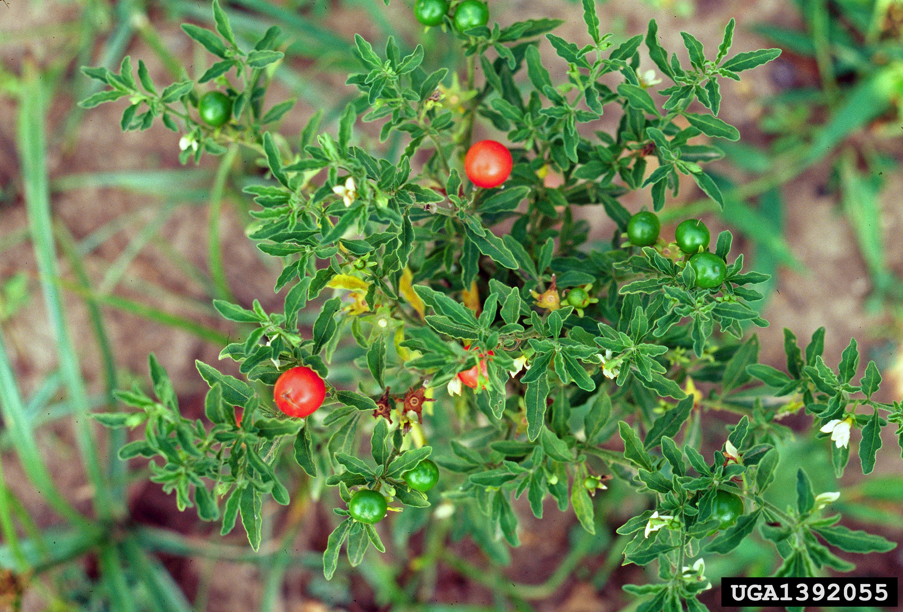 Gardening Toxic Lookalikes