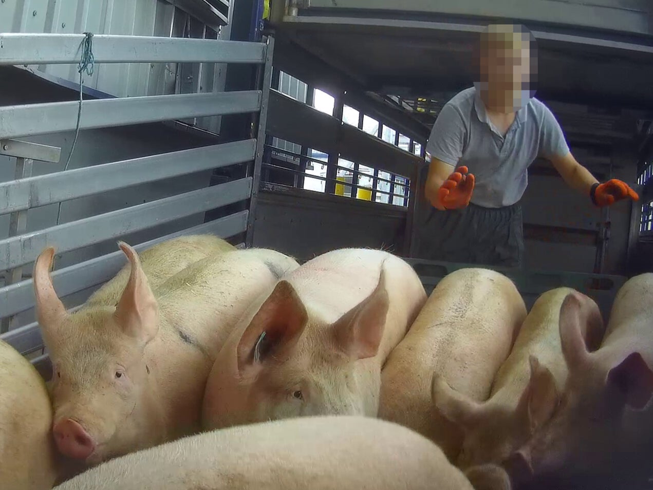 Workers were seen striking the pigs