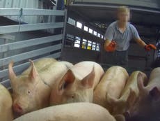 Sick pigs hit at RSPCA-backed abattoir sending pork to Tesco and other supermarkets