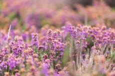 Signs of recovery for heathland heather after damage caused by 2022 extreme heat