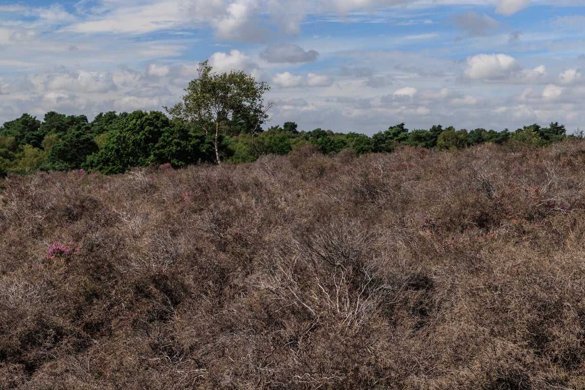 A heathland in 2023, after the extreme heat and drought of 2022