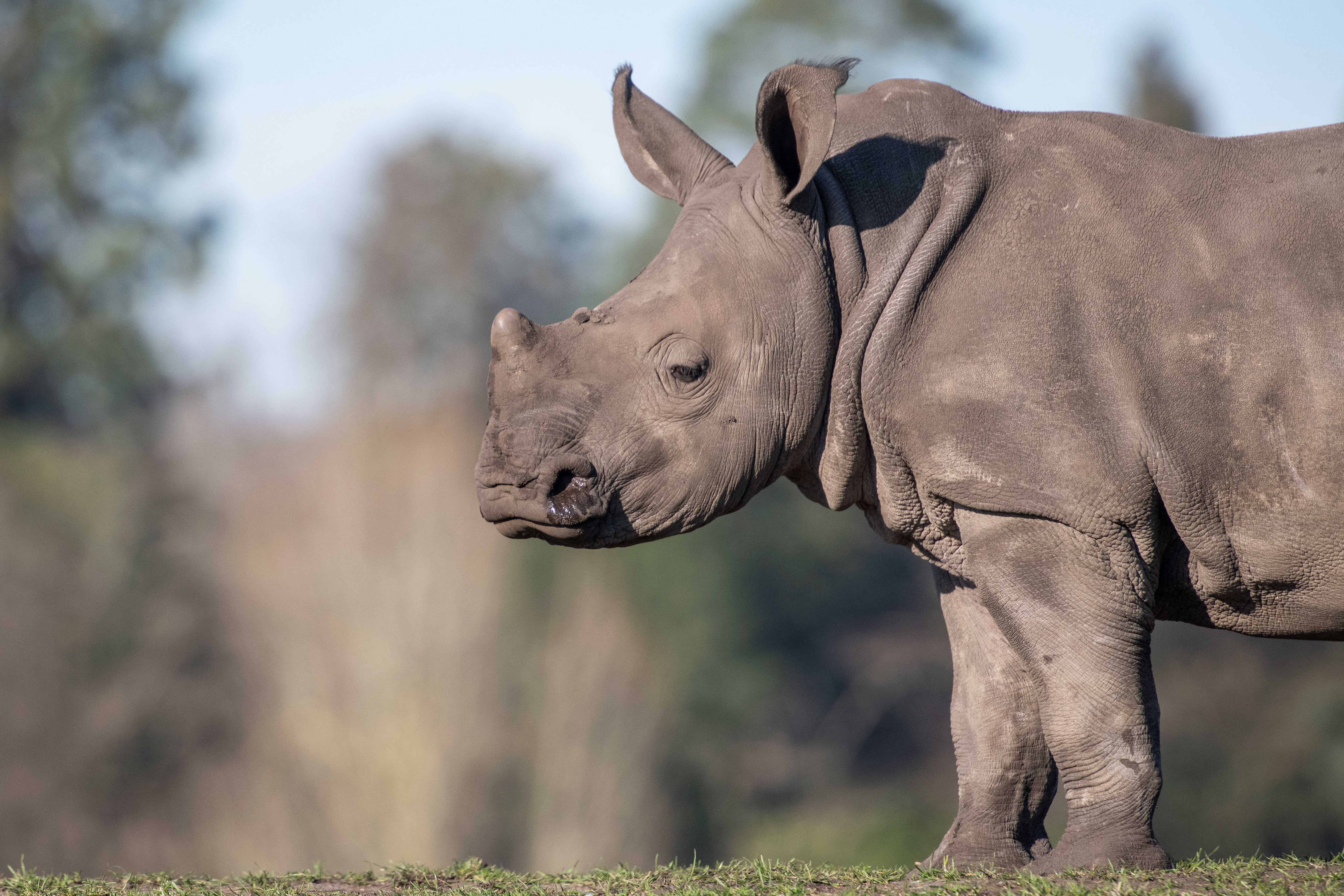 Granville, a five-year-old male, arrived from West Midlands Safari Park. (Woburn Safari Park/PA)