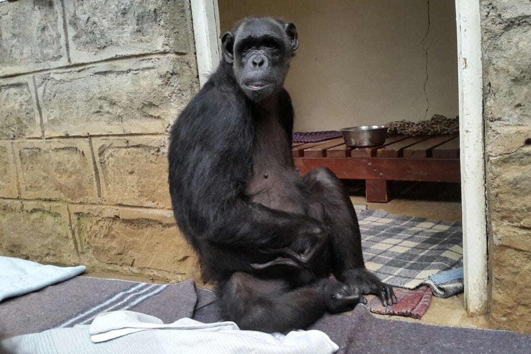 Orphan chimpanzee Chocolat is settling into her new home at Monkey World in Dorset after being delivered to her new home by courier company DHL Express (DHL Express/PA)