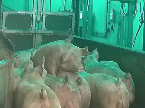 A pig frantically tries to escape by climbing over others as they are herded to carbon dioxide chambers