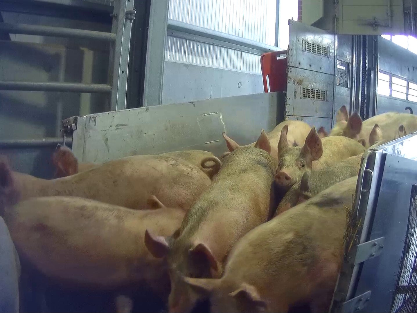 Pigs ‘unfit to be transported’ according to a vet were filmed at an RSPCA Assured farm