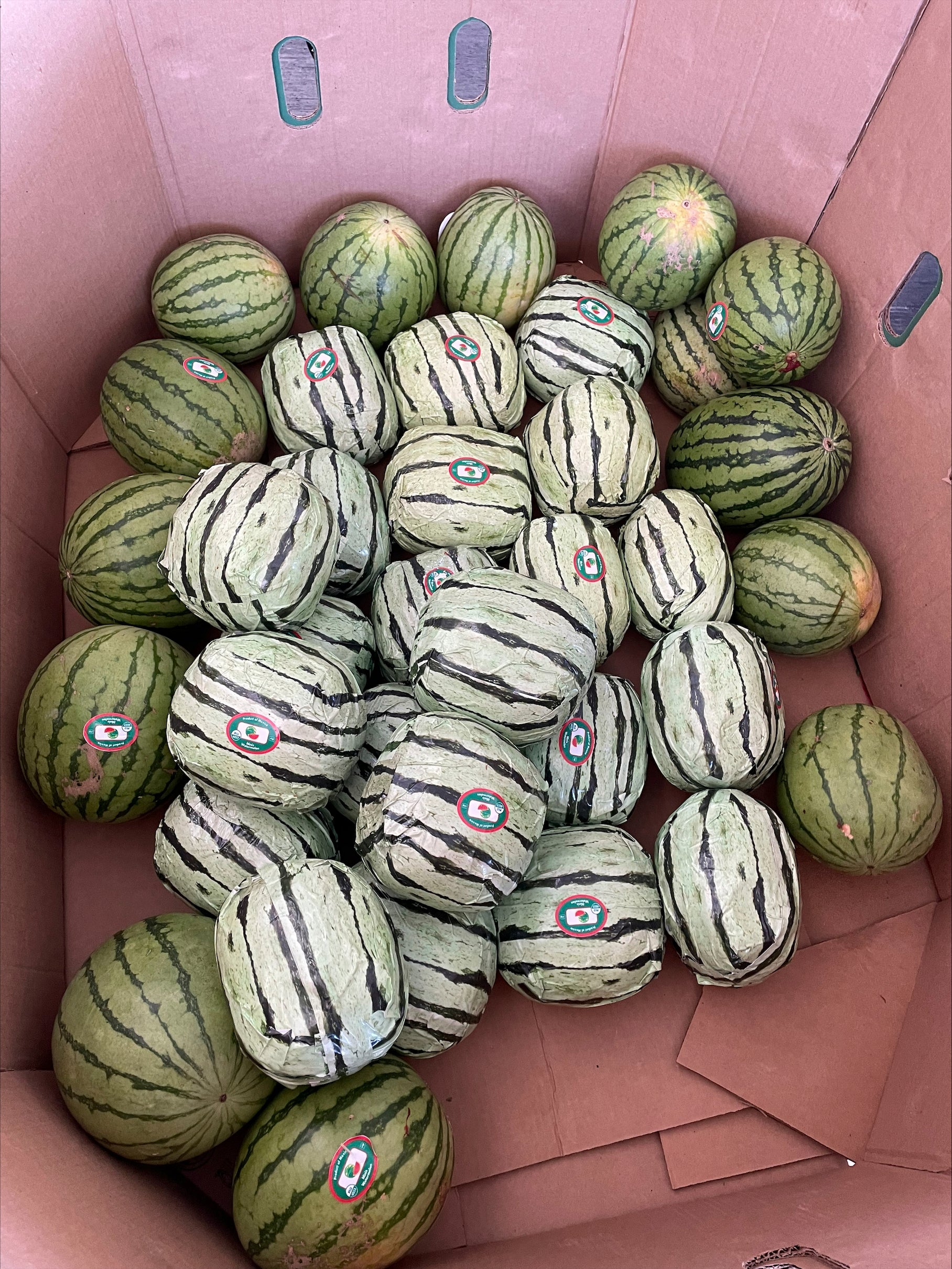Fake Watermelons Drug Bust