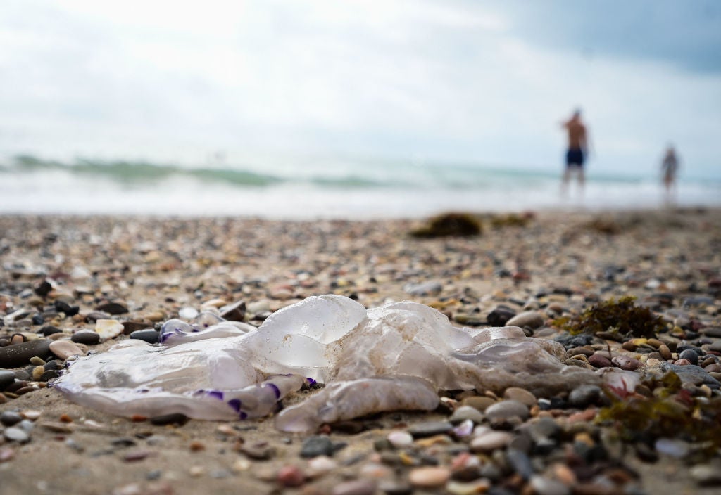 Adeah Rhizostoma jellyfish washes up on the shore of Pinedo beach in Valencia