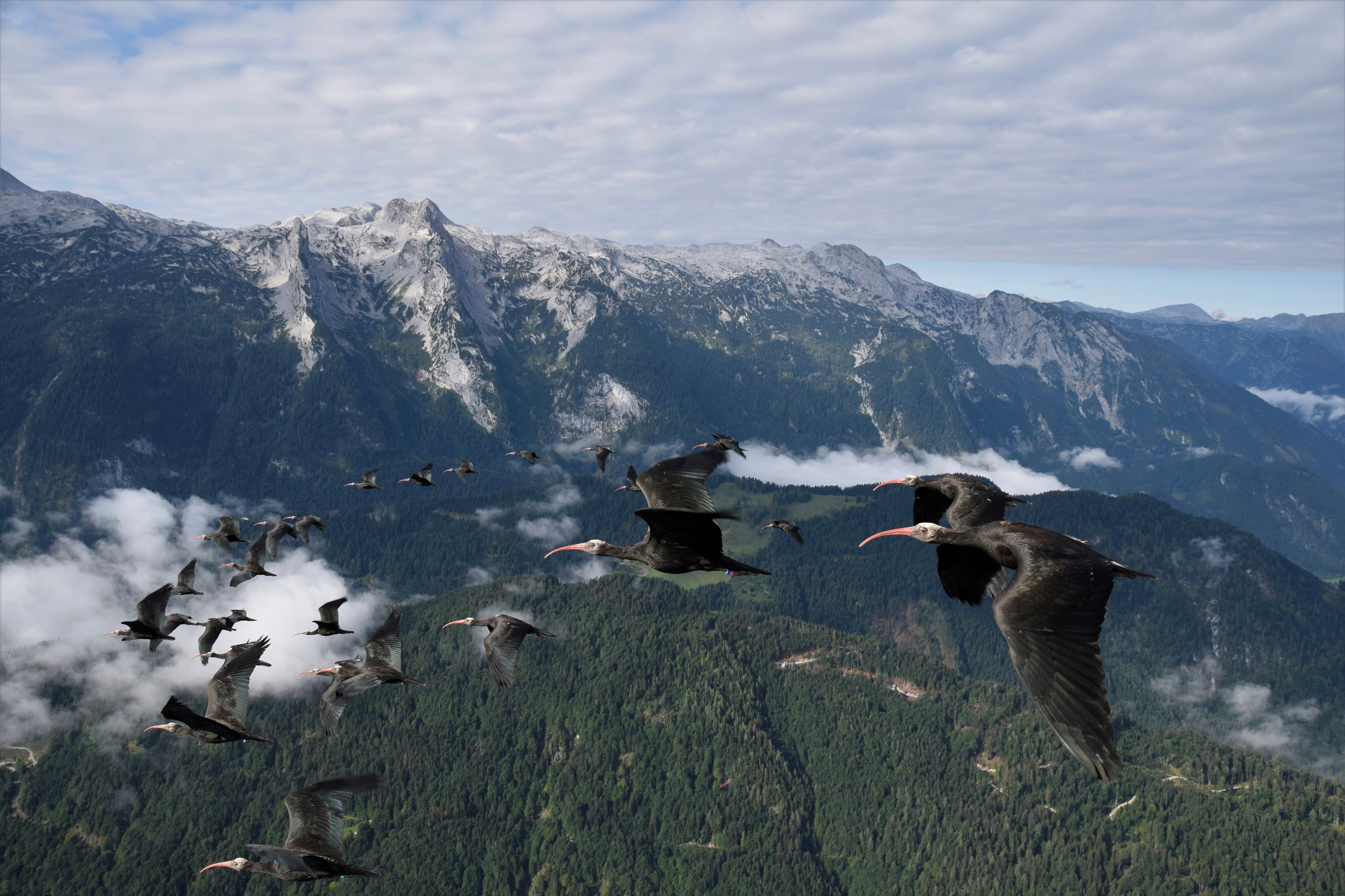 This photo provide by Waldrappteam Conservation & Research shows the migration from Northern Bald Ibis, or the Waldrapp from Seekirchen am Wallersee in Austria to Oasi Laguna di Orbetello in Italy during August and September 2022. (Waldrappteam Conservation & Research via AP)