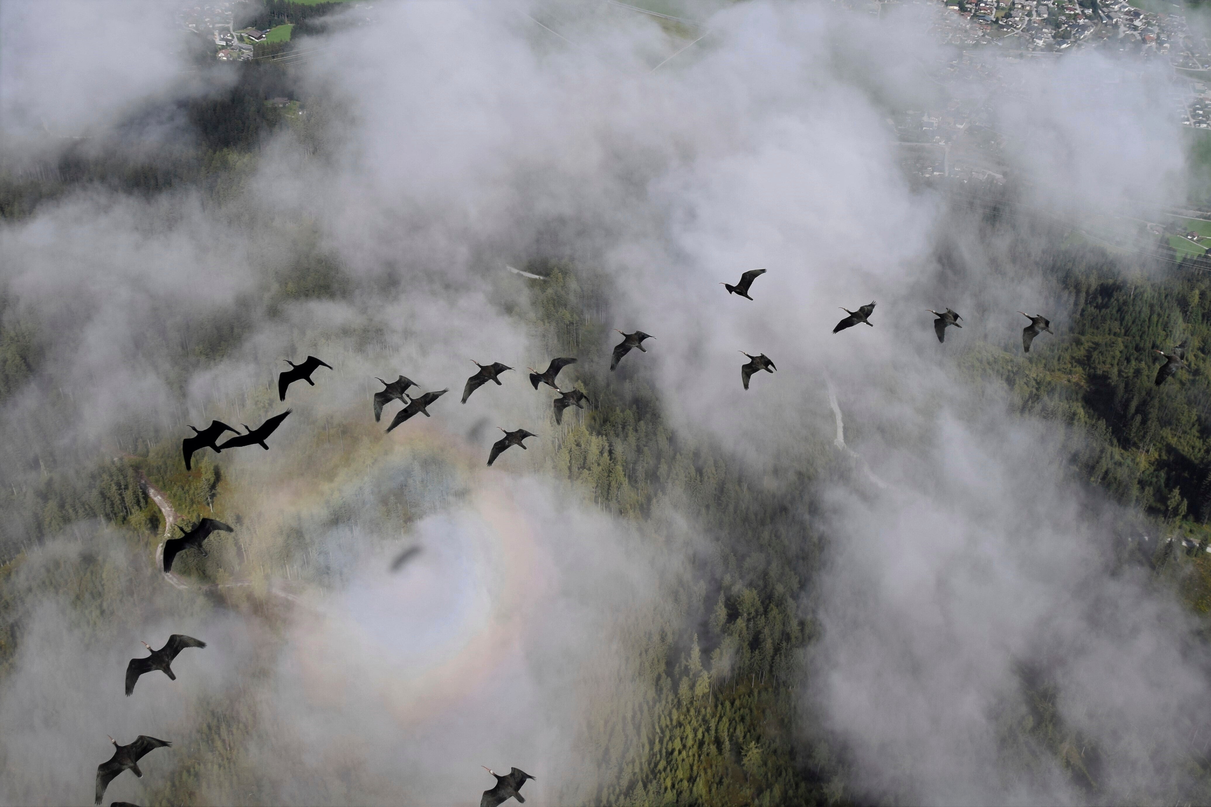 Germany Northern Bald Ibis