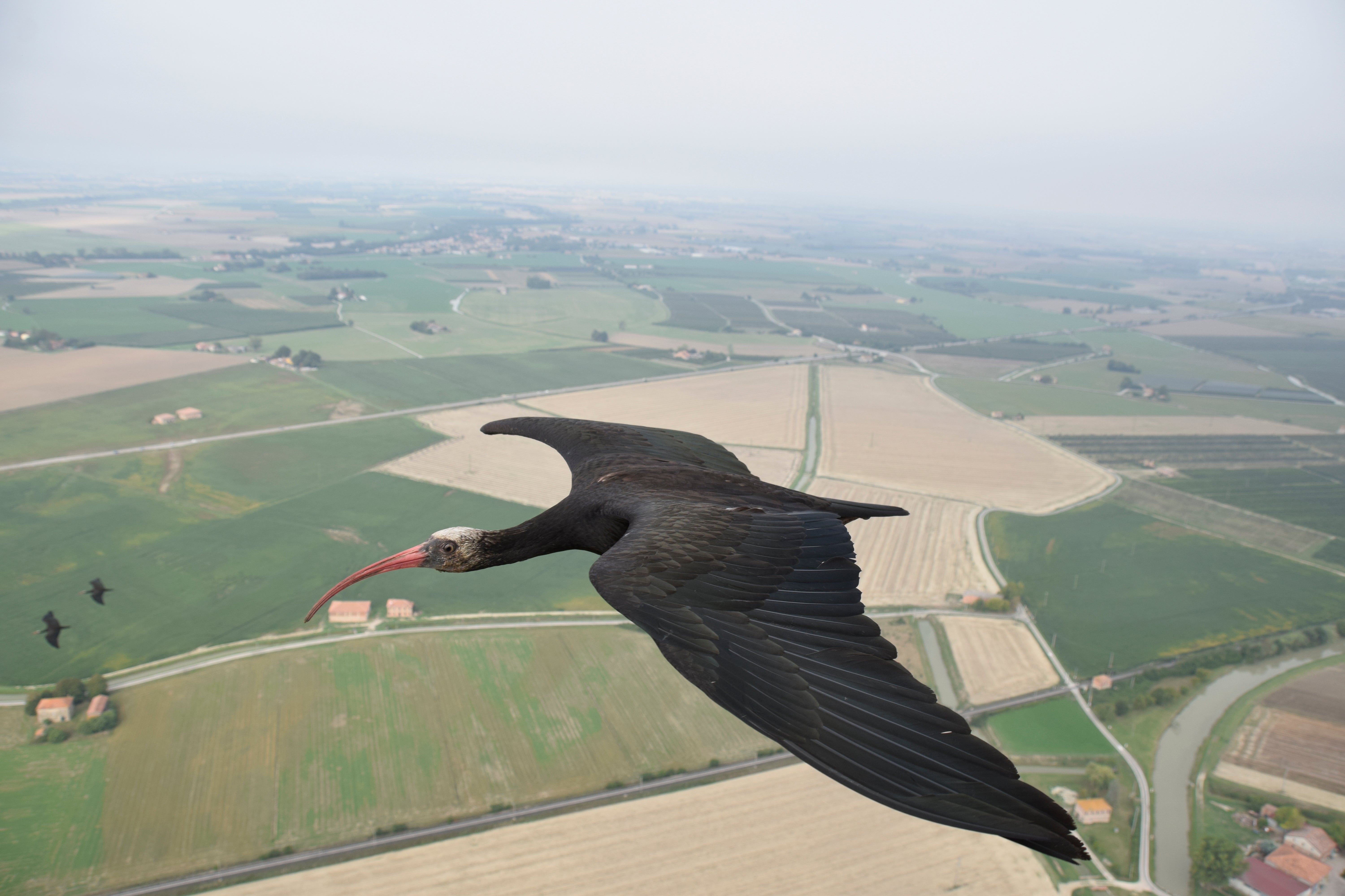 Germany Northern Bald Ibis