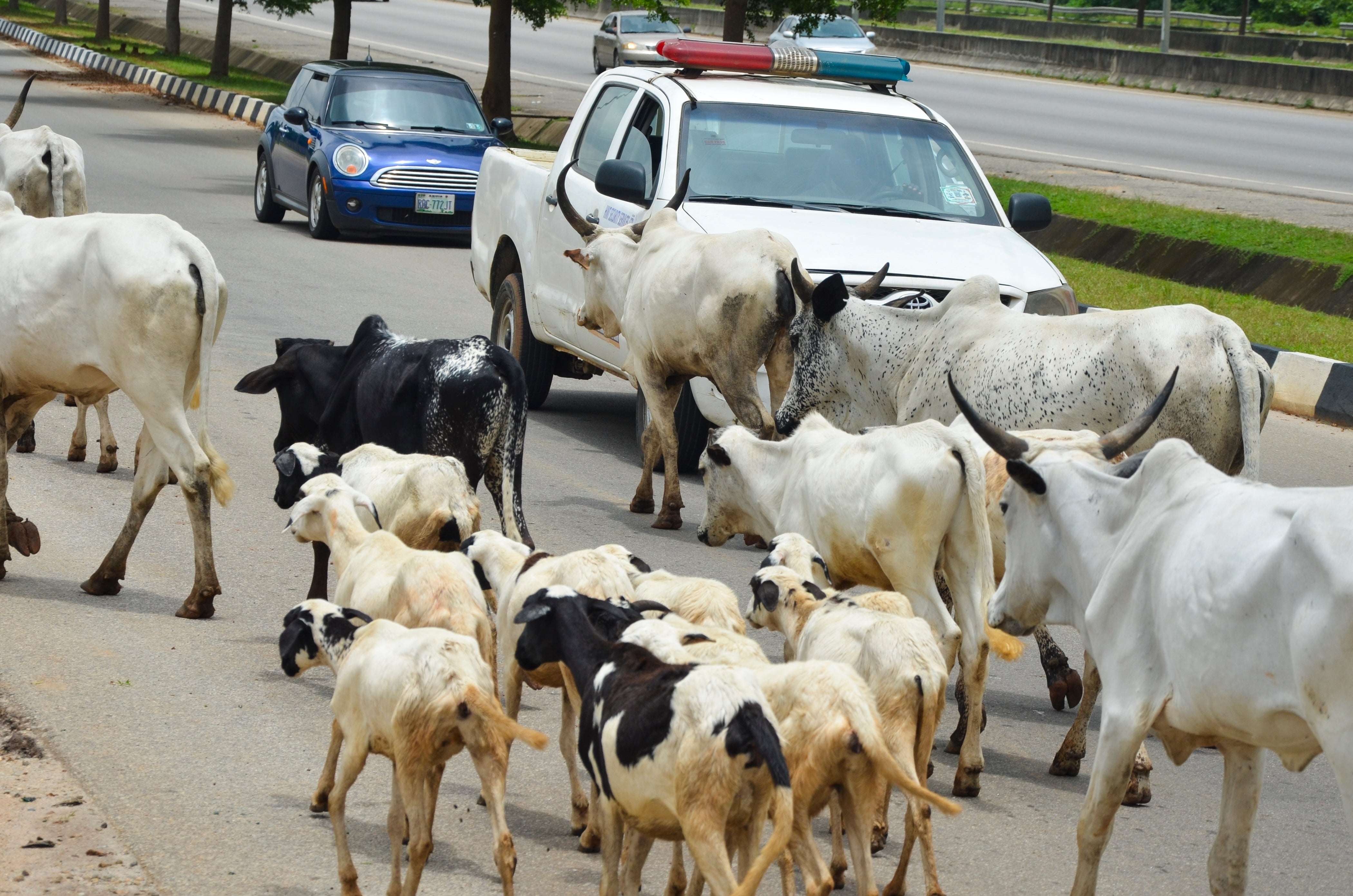 Nigeria Abuja Cattle Roaming