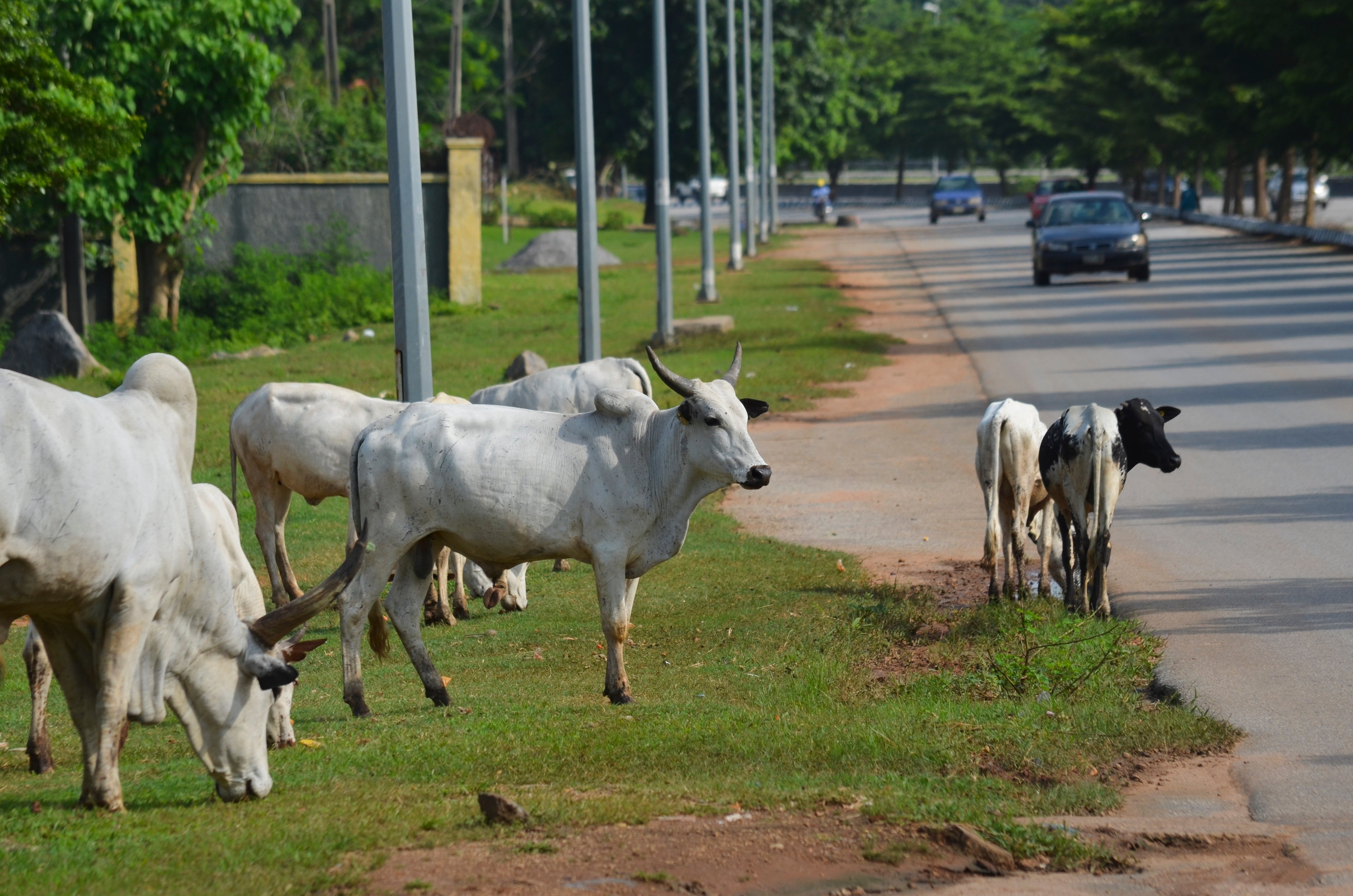 Nigeria Abuja Cattle Roaming