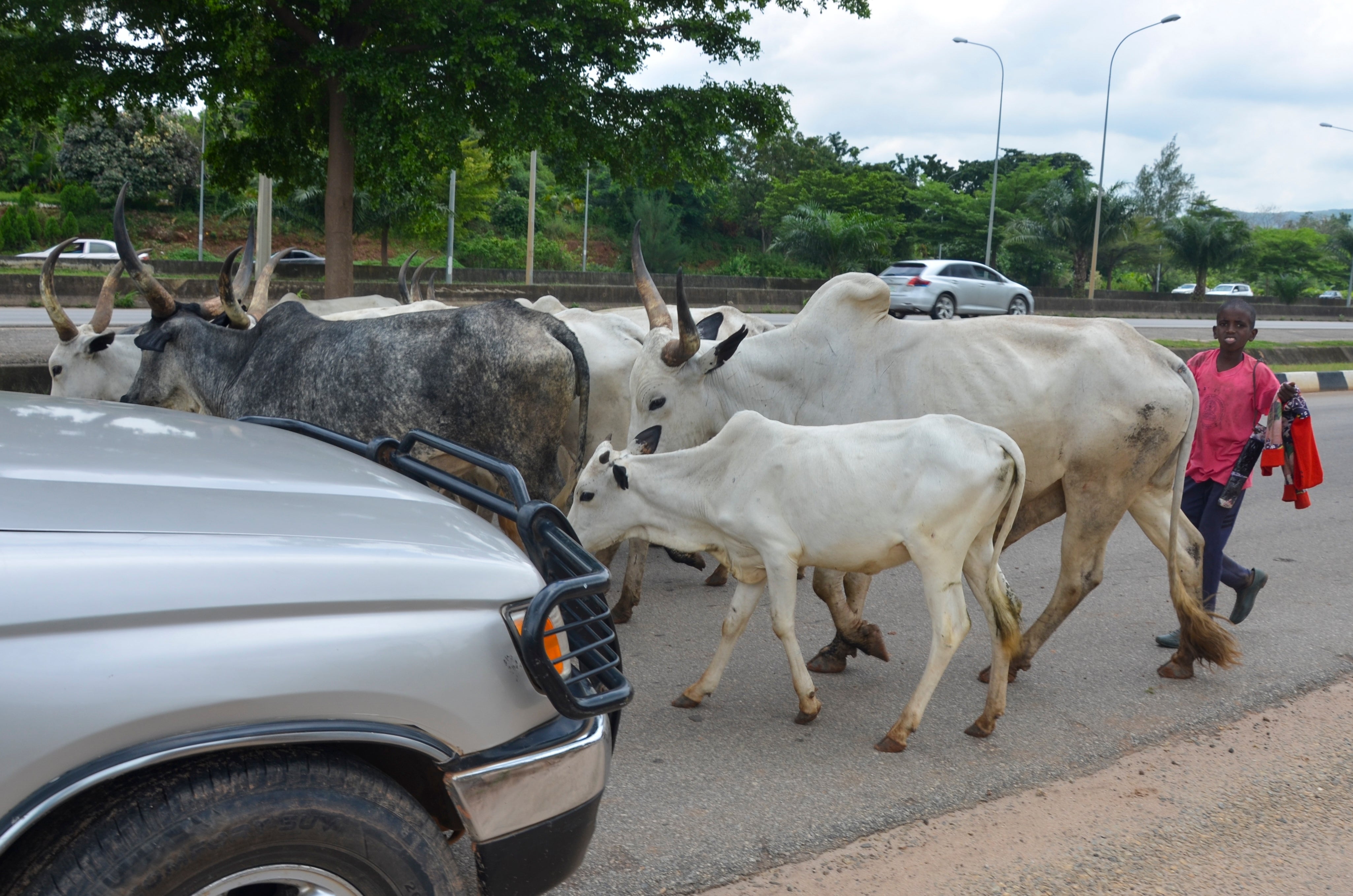Nigeria Abuja Cattle Roaming