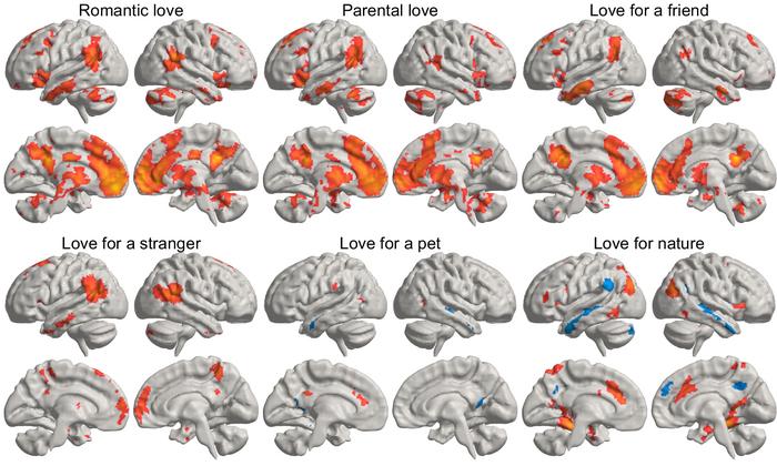 Image shows how different types of love light up different brain regions on average