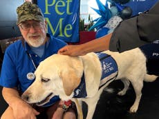 Philadelphia airport celebrates its brigade of stress-busting therapy dogs