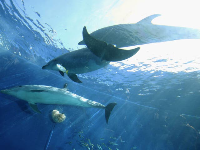 <p>File. Bottlenose dolphins swim at Yokohama Hakkeijima Sea Paradise in Japan. </p>