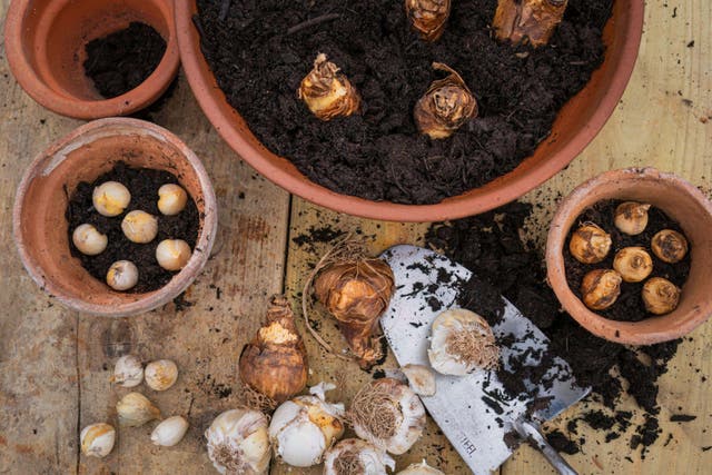 Layering your bulbs ensures months of colour in your garden (Alamy/PA)