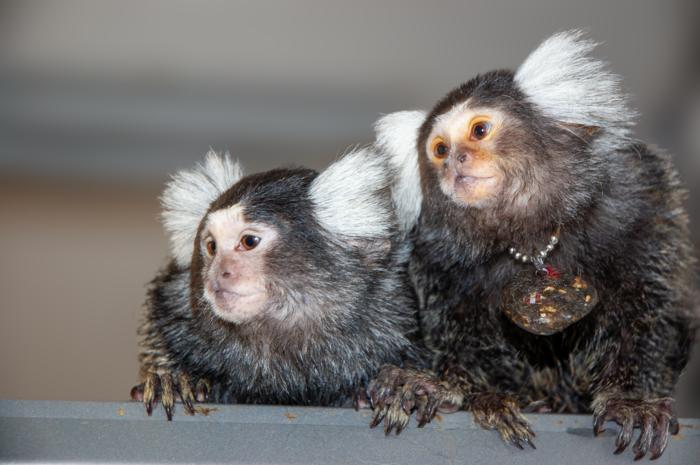 Mother and daughter marmosets Bhumi and Belle