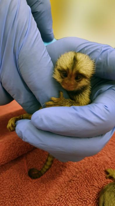 Baby marmoset monkey